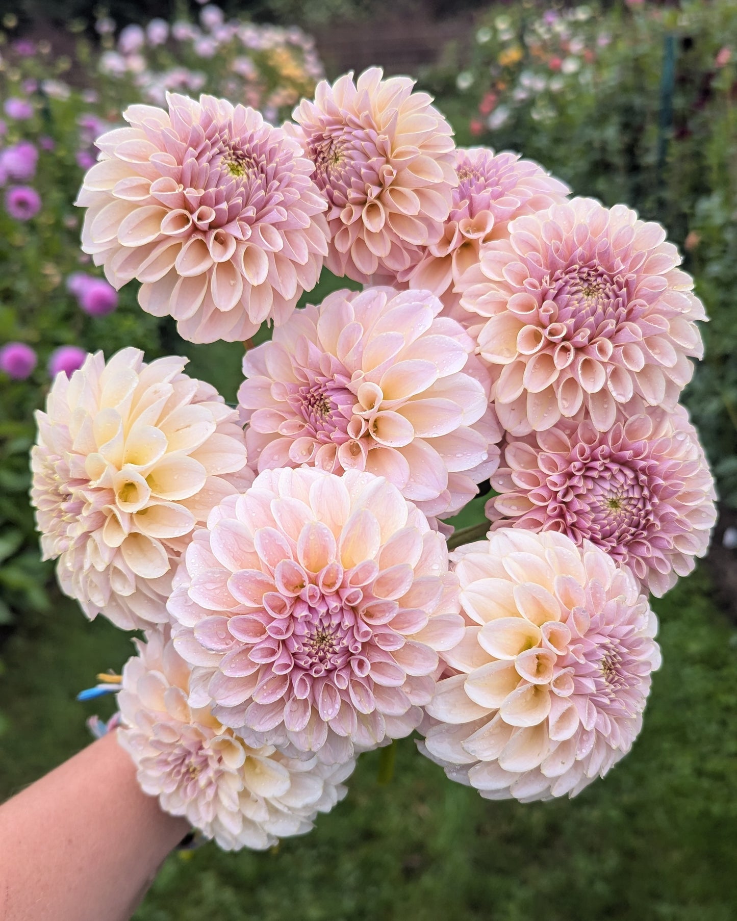 KA'S®️ CINDER ROSE - LIMIT 1