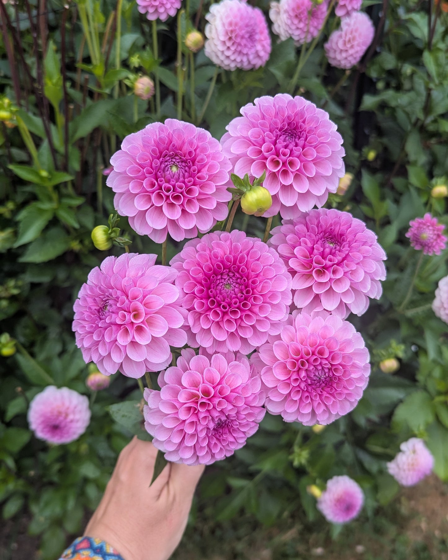 STOLZE VAN BERLIN (1884)