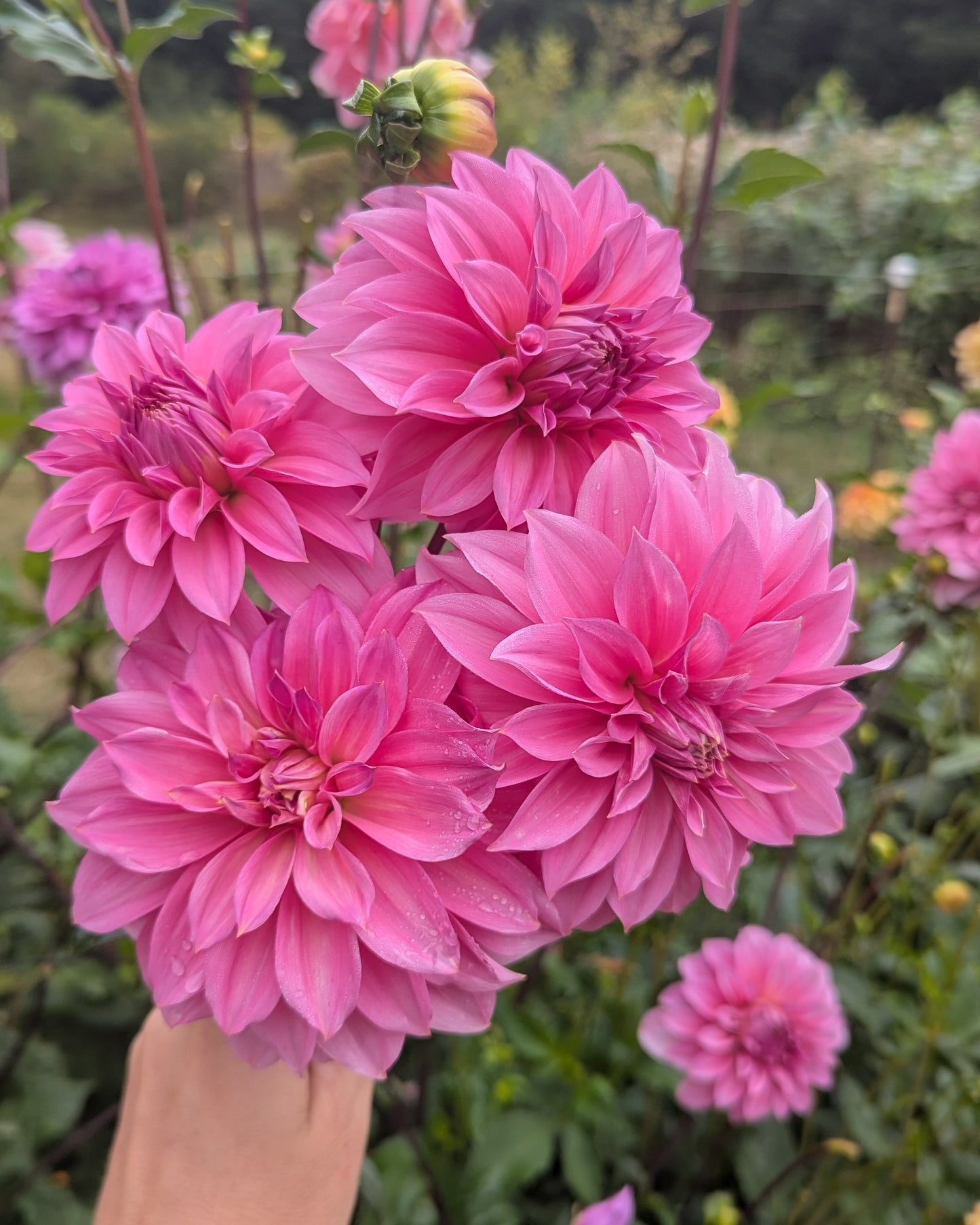 JERSEY BEAUTY (1924) - LIMIT 1