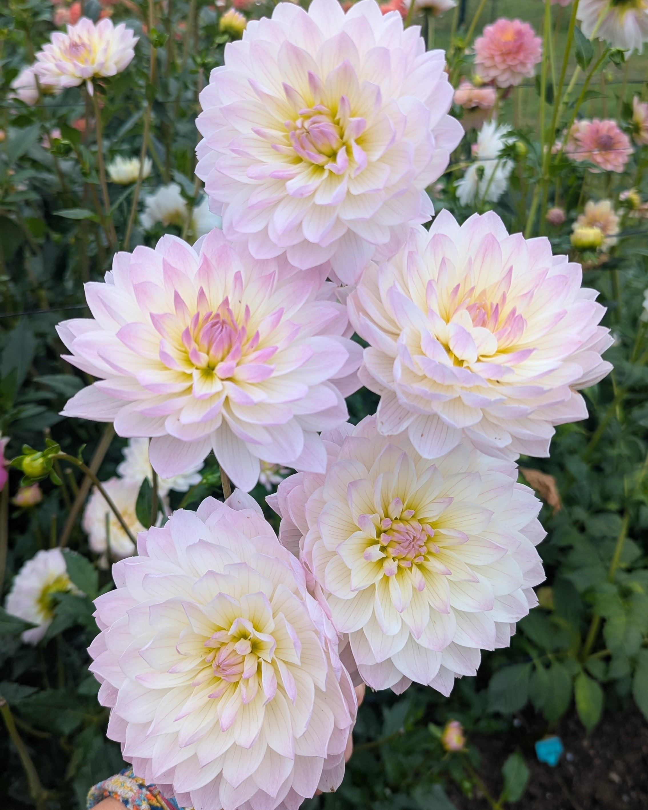 HOLLYHILL LILIBET – Misfit Dahlias