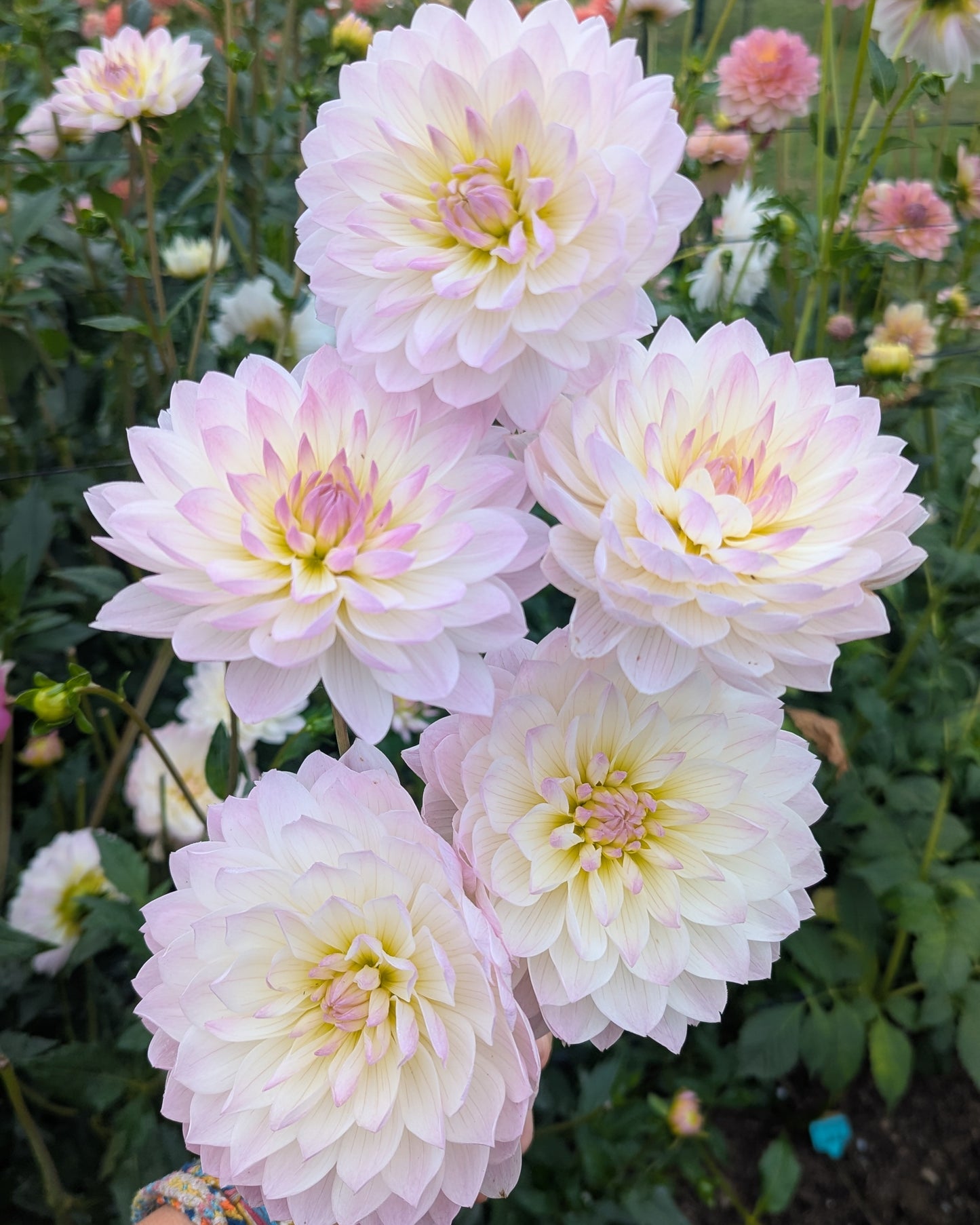 HOLLYHILL LILIBET