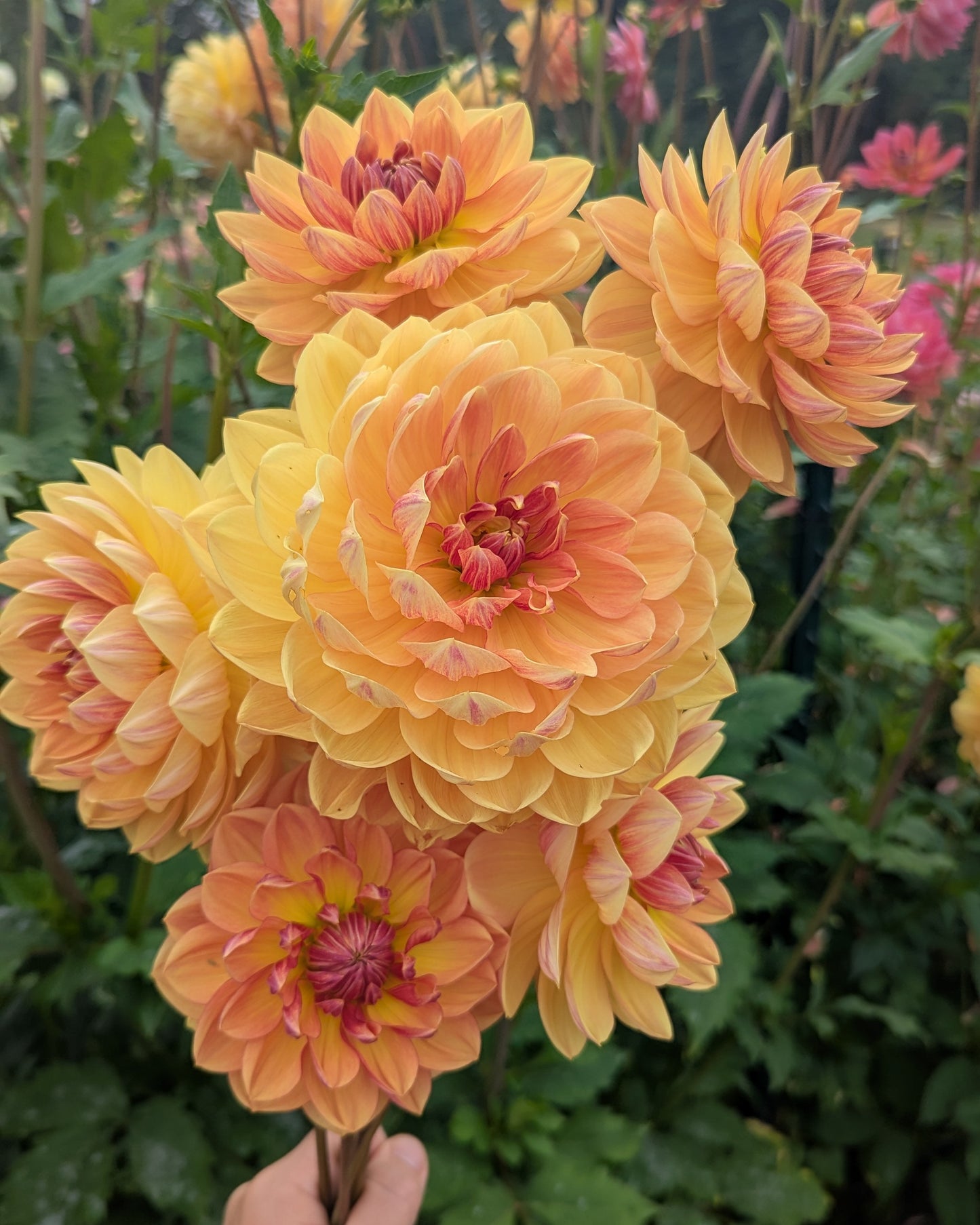 HOLLYHILL GOLDEN GLOW