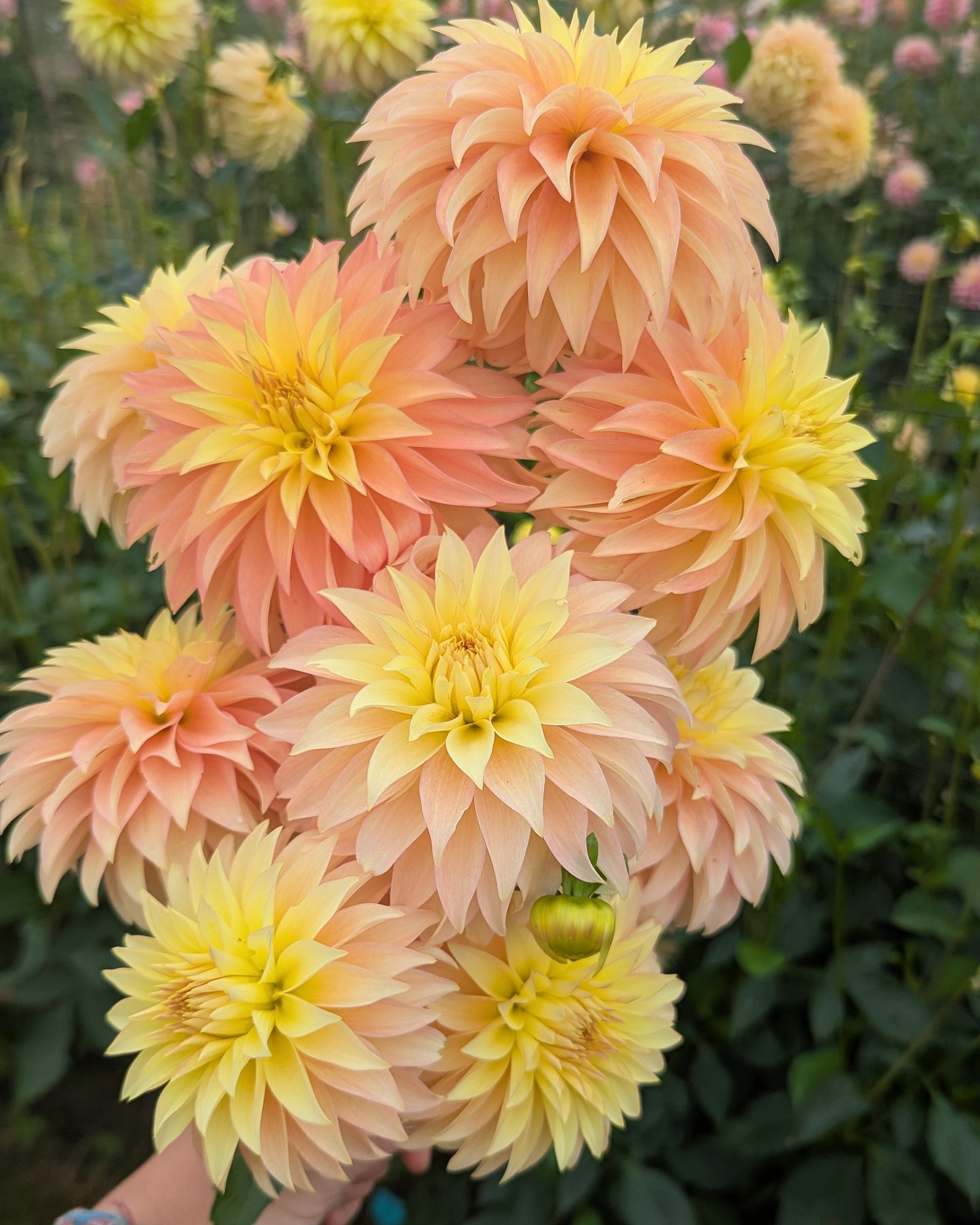 CAMANO PET - LIMIT 1