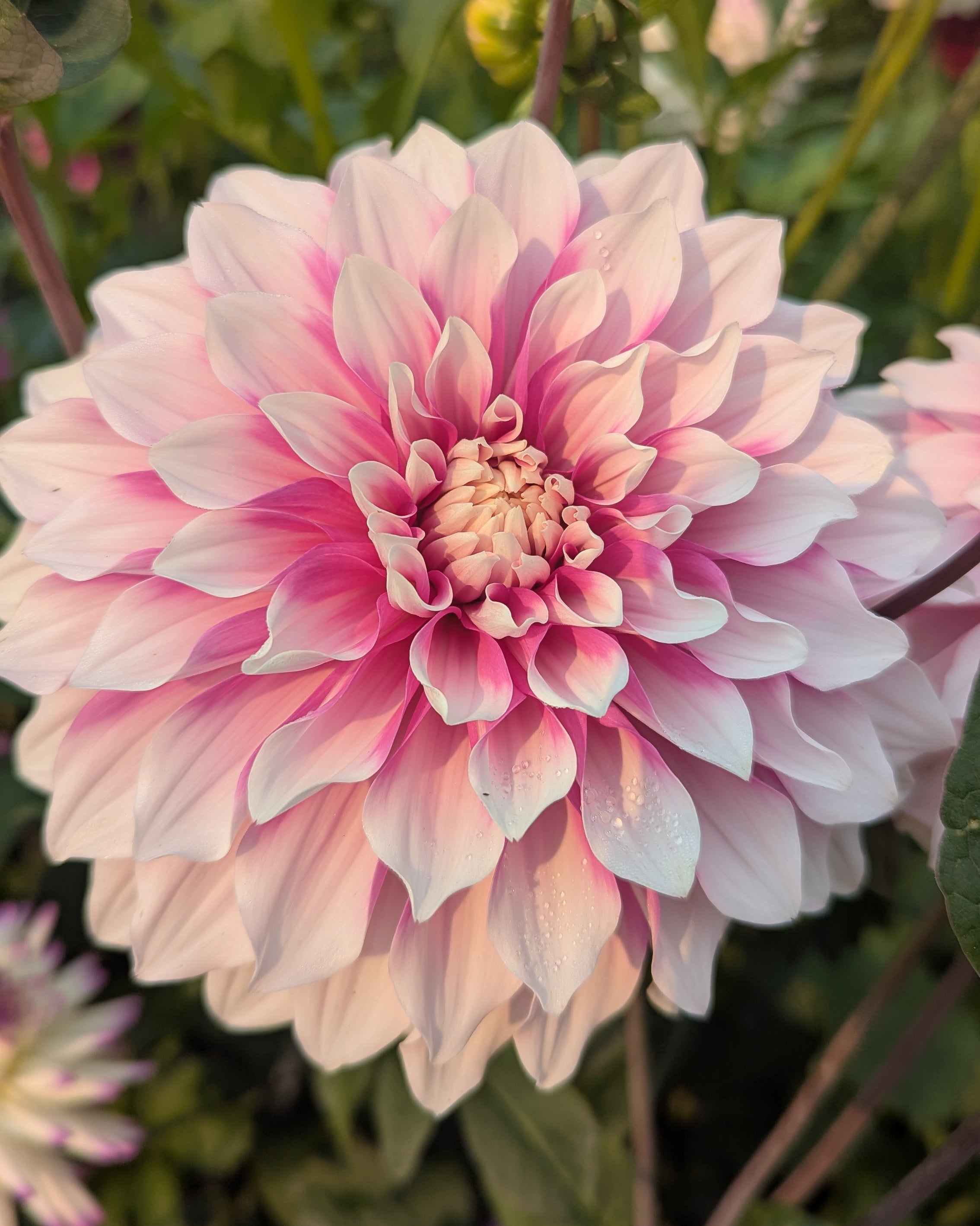 AC WALT (NEW 2026) -LIMIT 1 – Misfit Dahlias