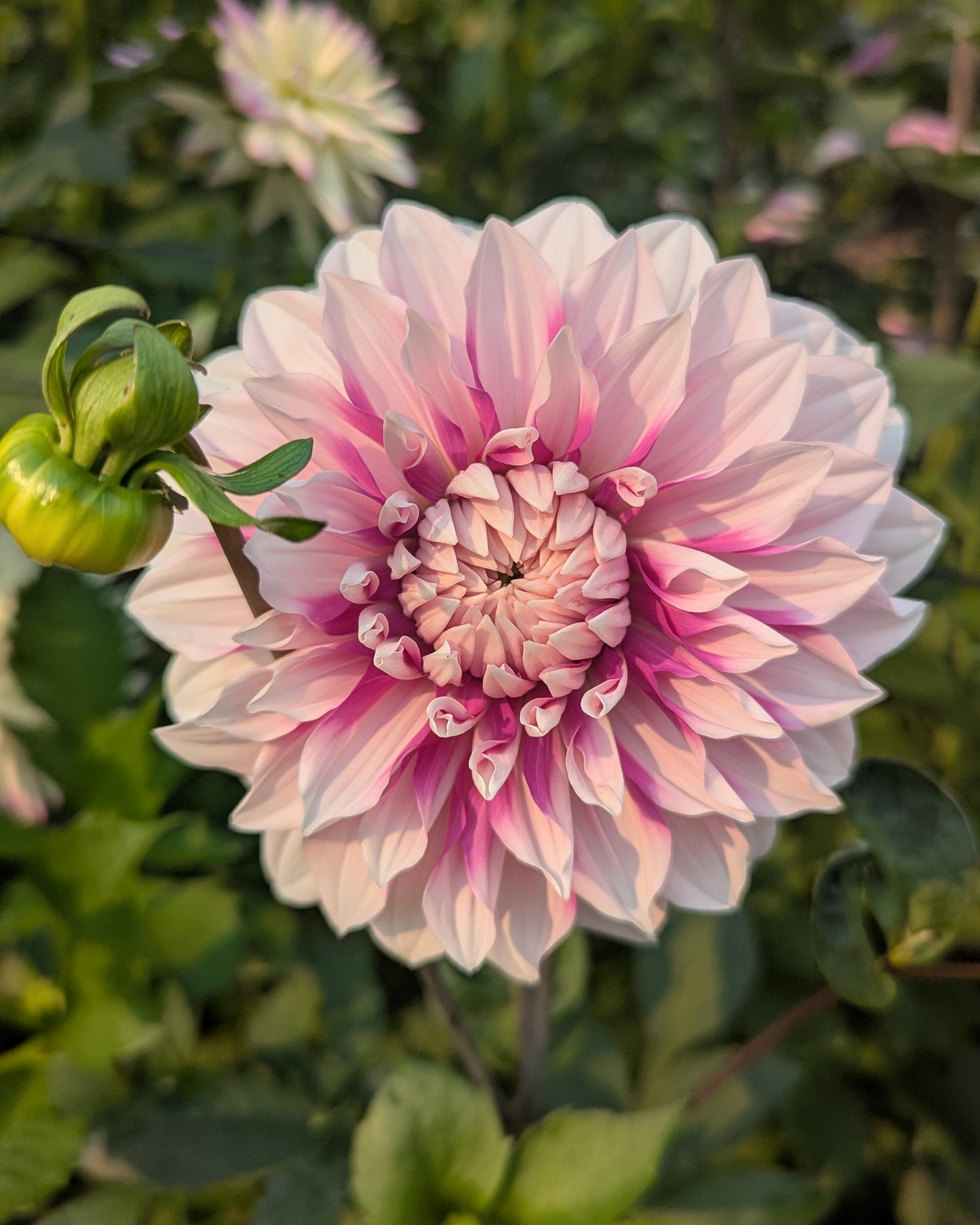 AC WALT (NEW 2026) -LIMIT 1