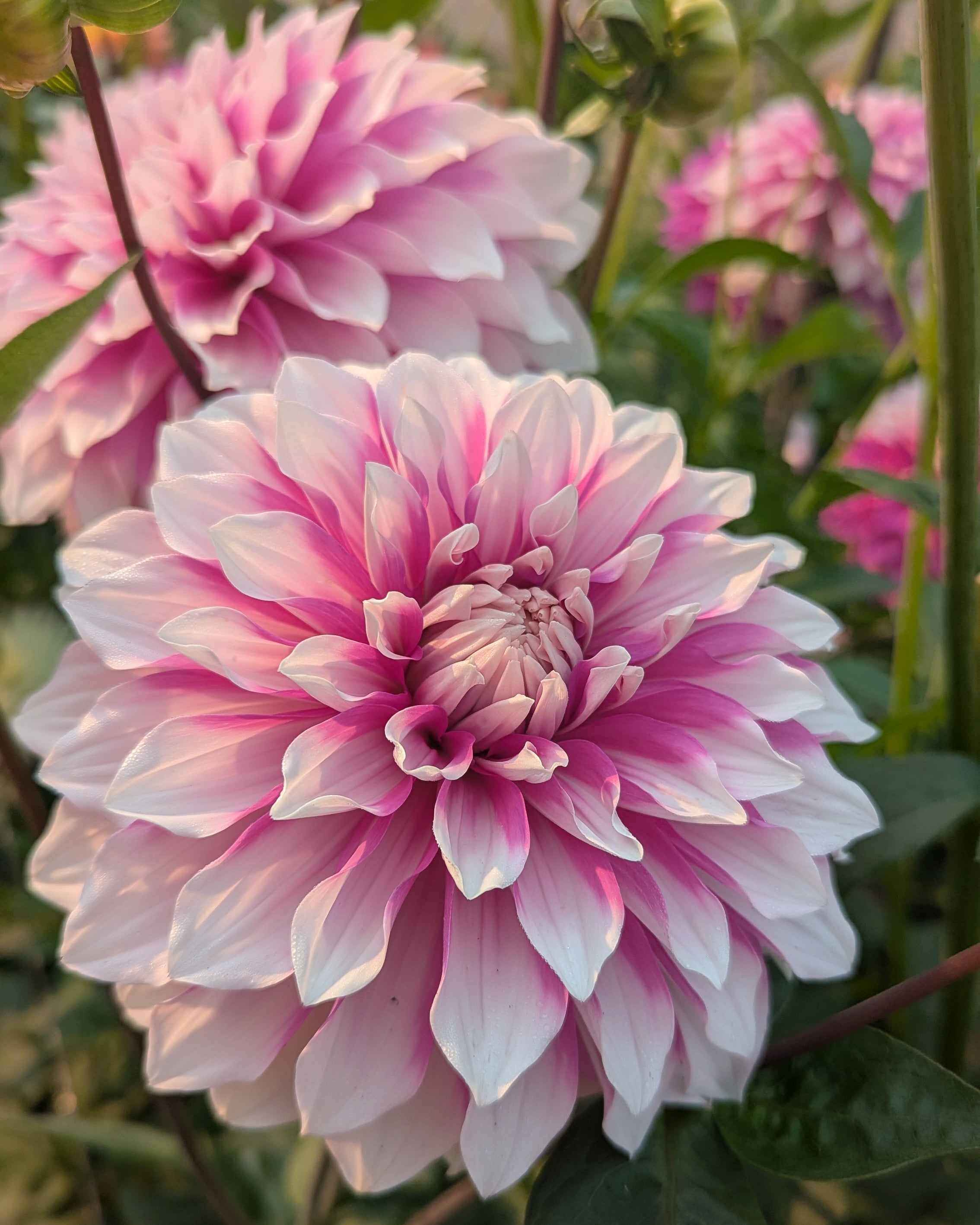 AC WALT (NEW 2026) -LIMIT 1 – Misfit Dahlias
