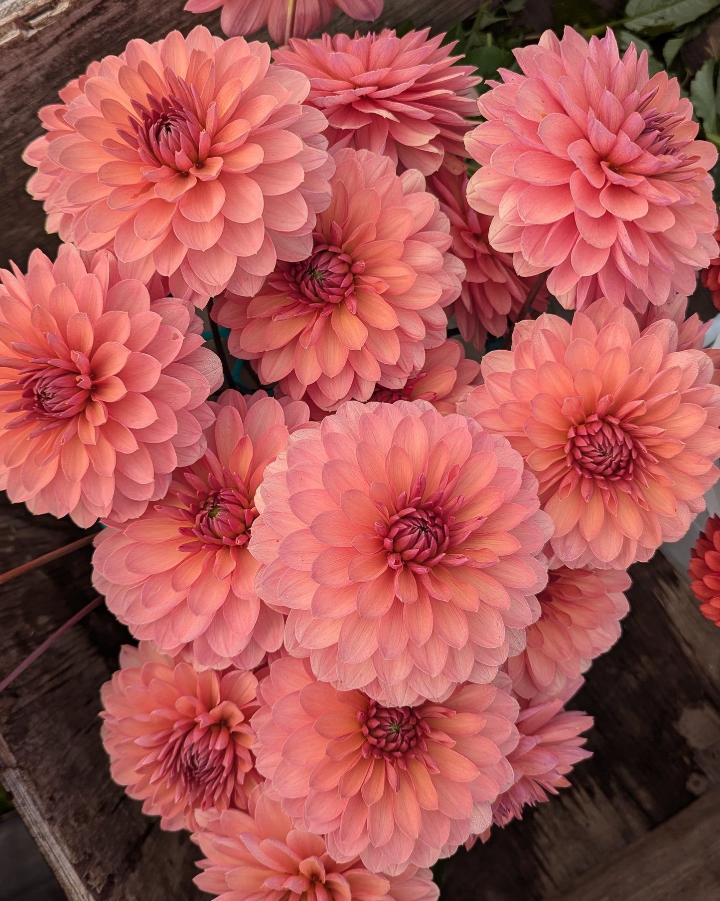 CHATEAU DE LA BOURDAISIERE -LIMIT 1