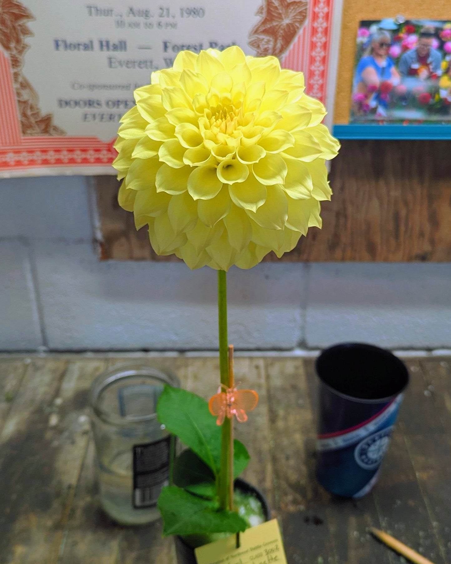 CLEARVIEW JANET (NEW 2026) -LIMIT 1