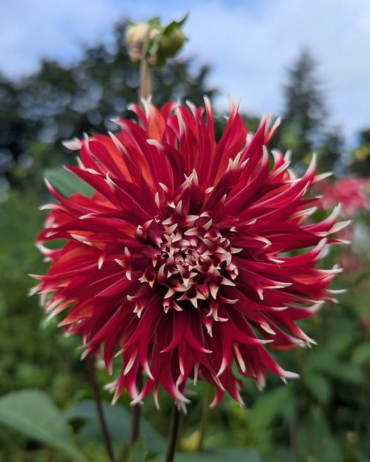 BLOOMQUIST FIRECRACKER