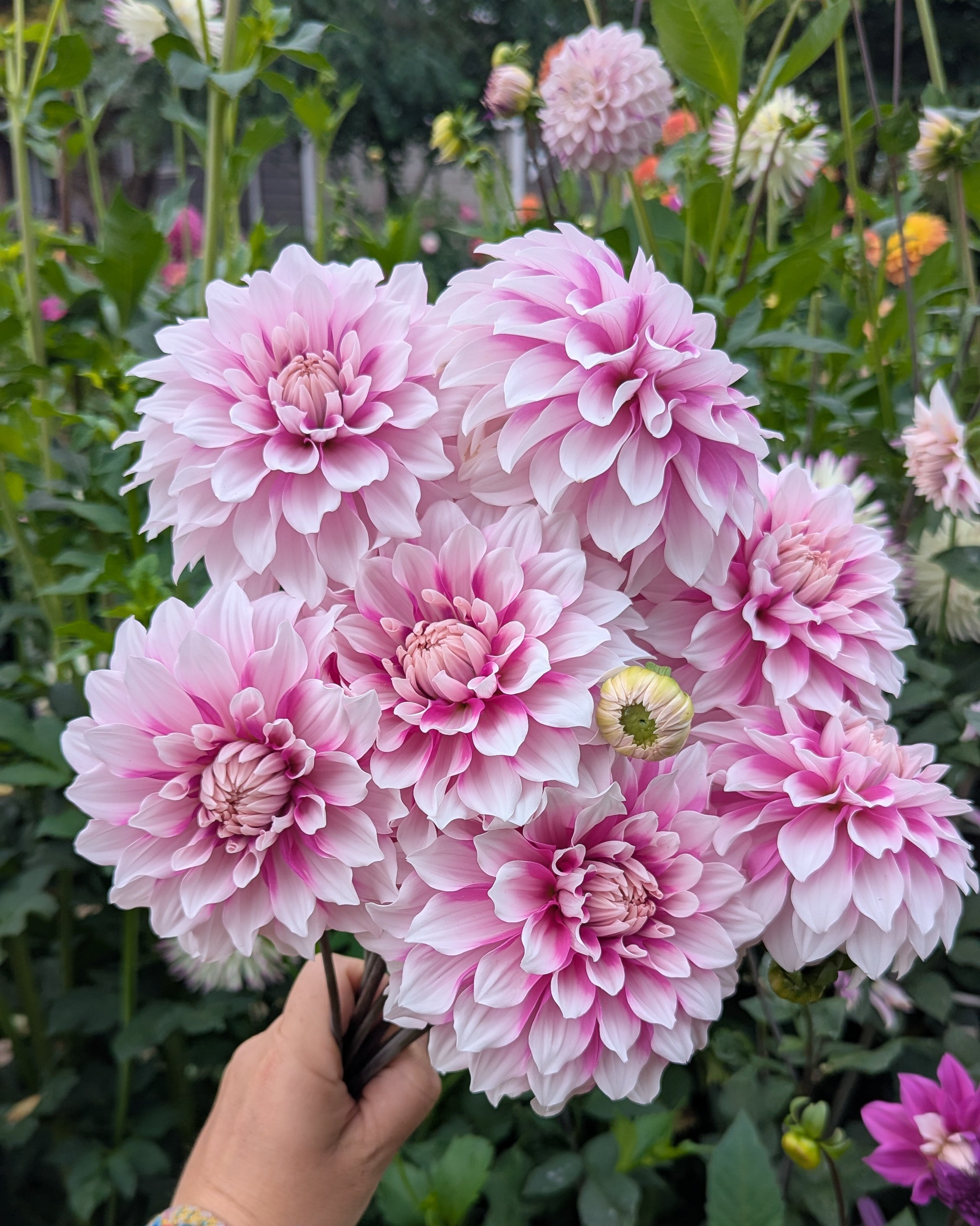 AC WALT (NEW 2026) -LIMIT 1 – Misfit Dahlias