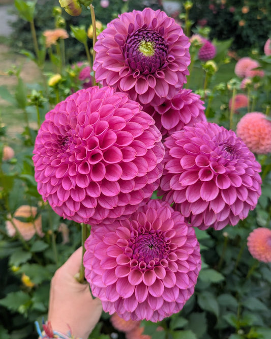 KA'S®️ GRANDMA SYB