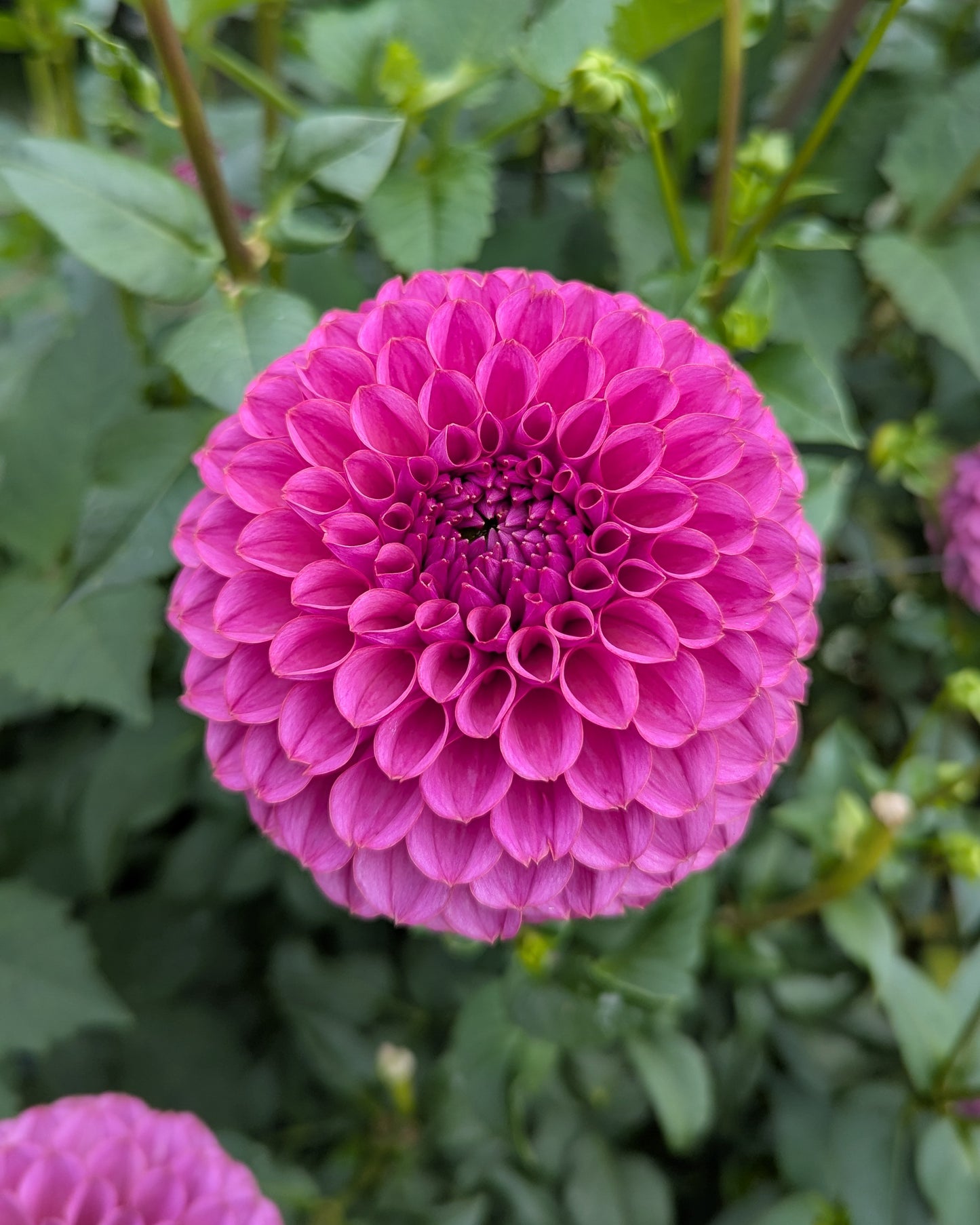 KA'S®️ GRANDMA SYB