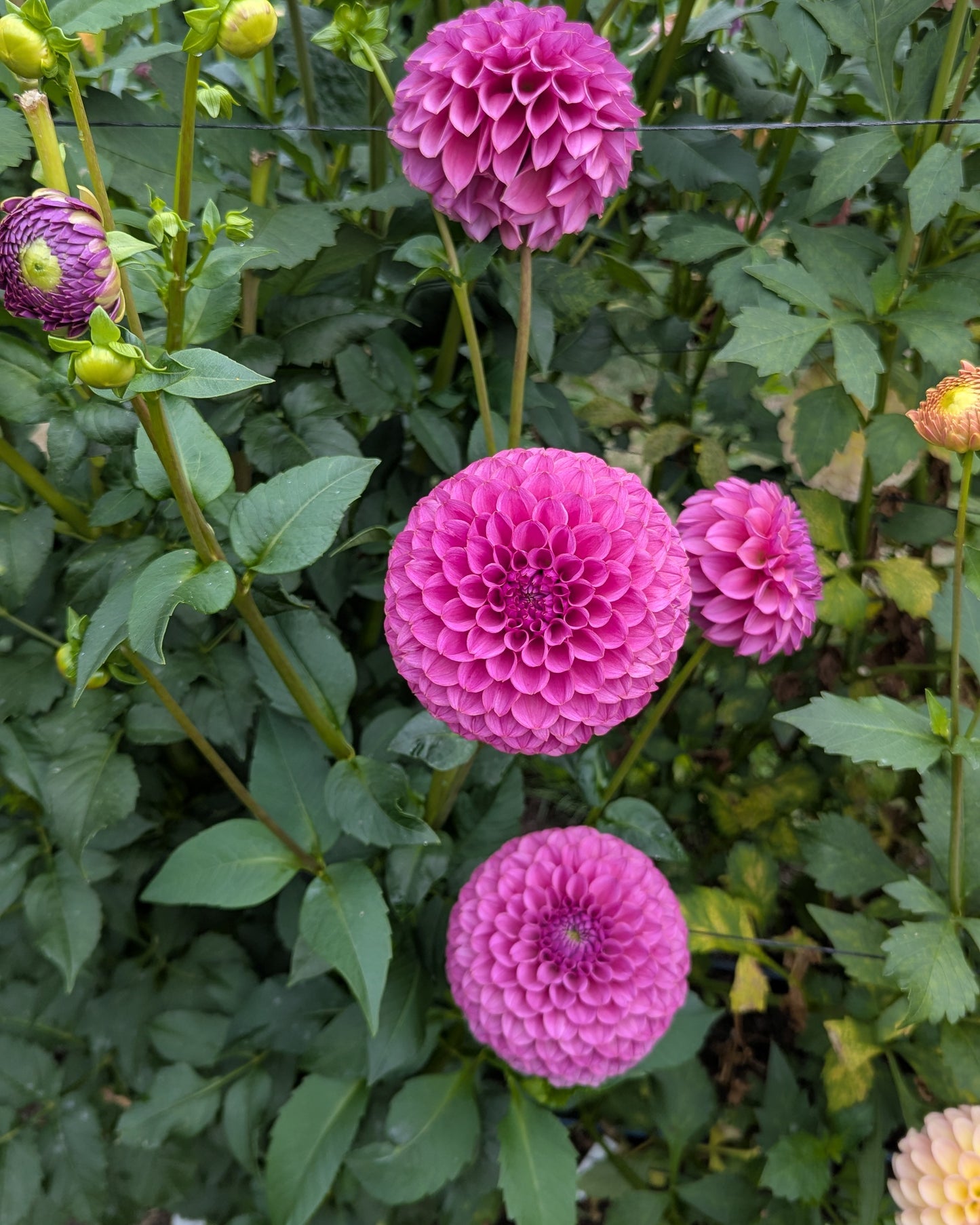 KA'S®️ GRANDMA SYB