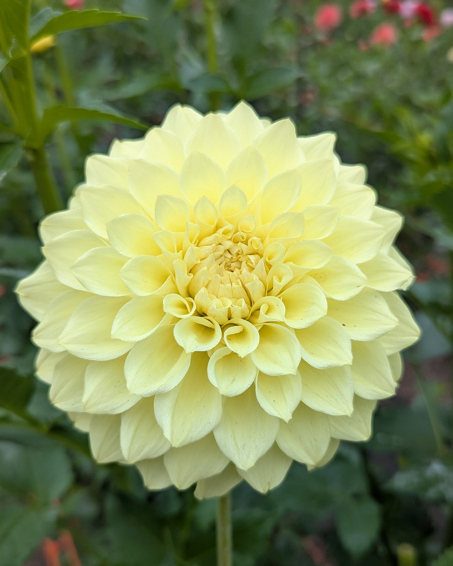 CLEARVIEW JANET (NEW 2026) -LIMIT 1