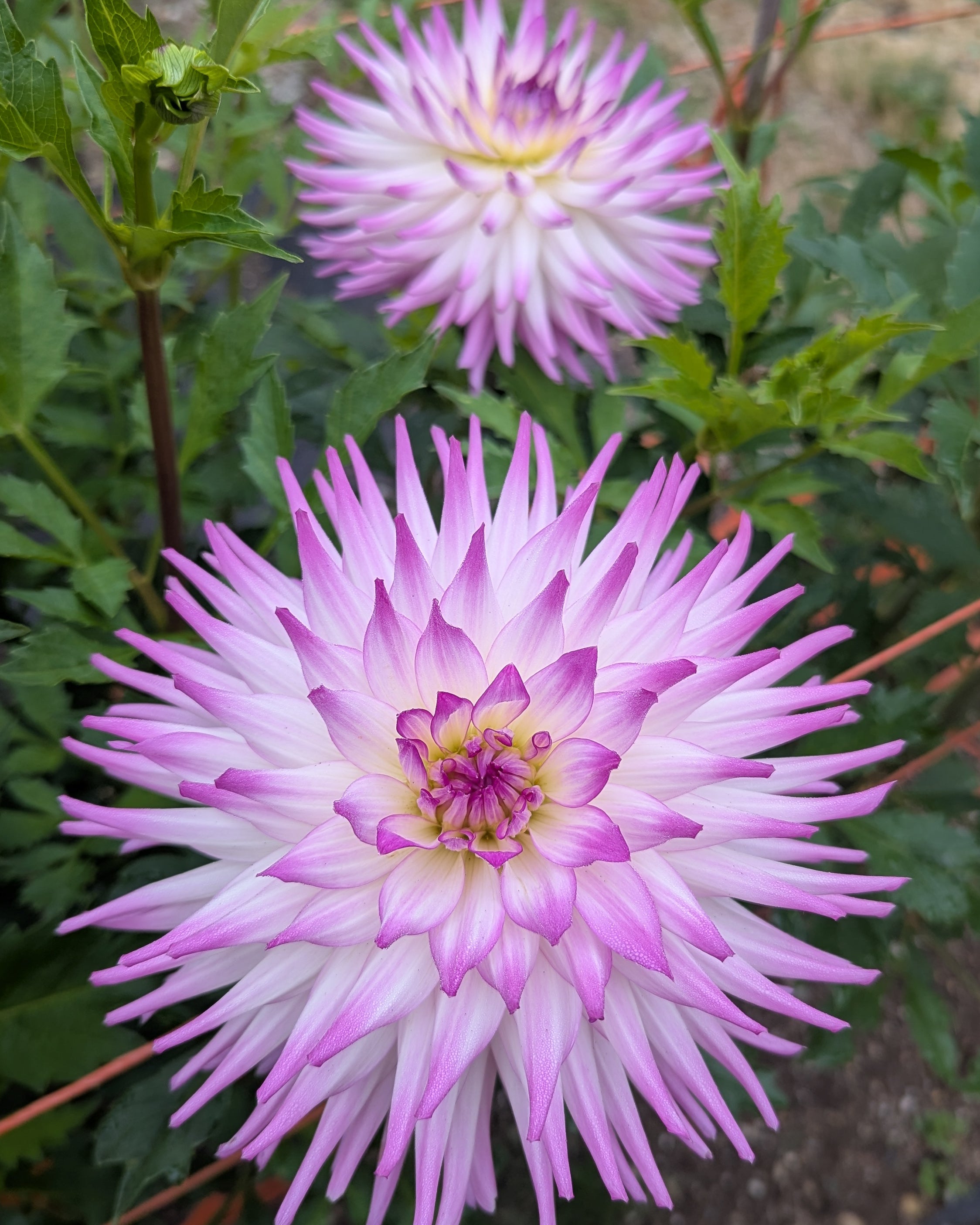 CLEARVIEW CAMERON – Misfit Dahlias CLEARVIEW CAMERON – Misfit Dahlias
