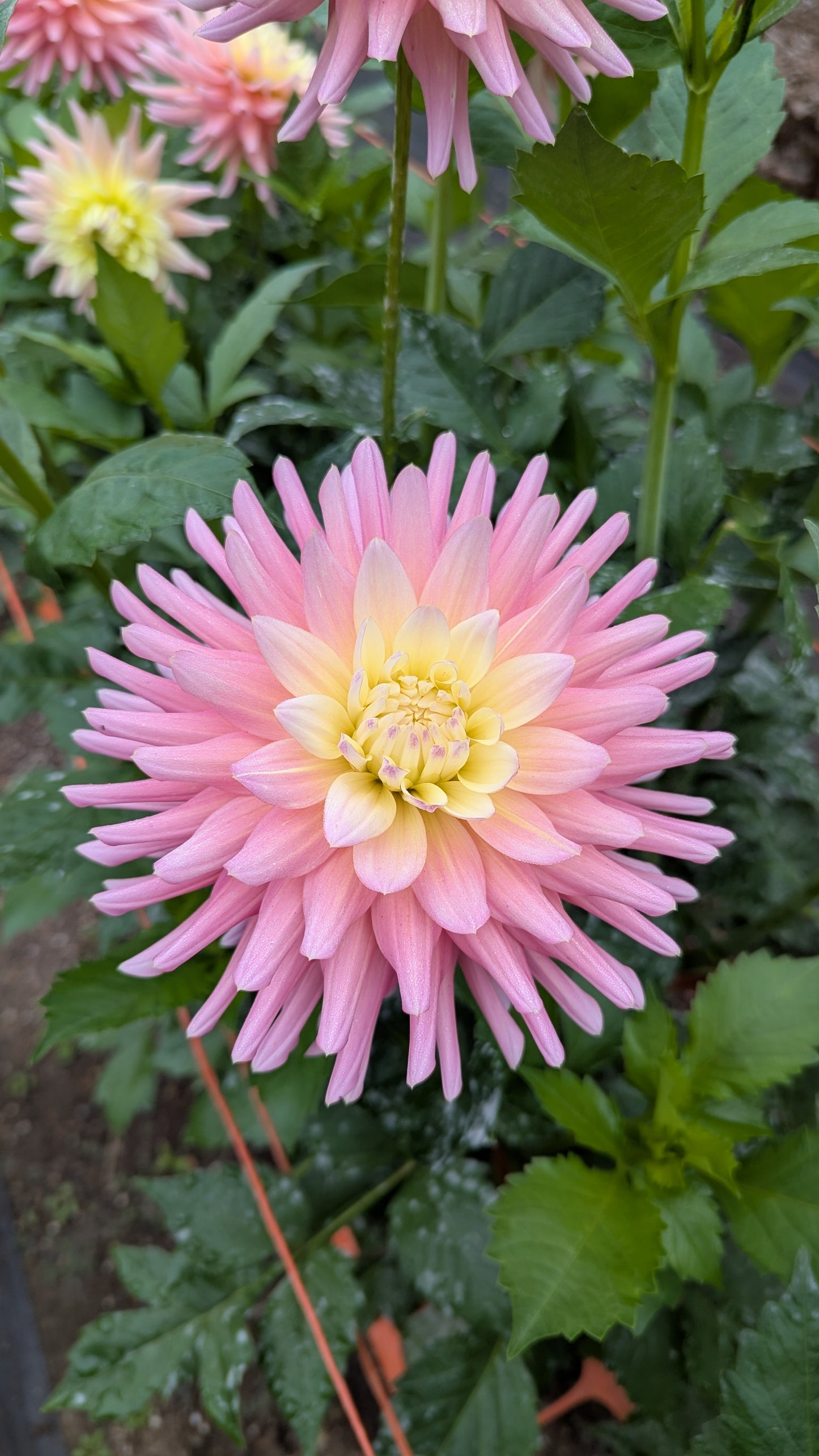 CLEARVIEW CLARA BELLE