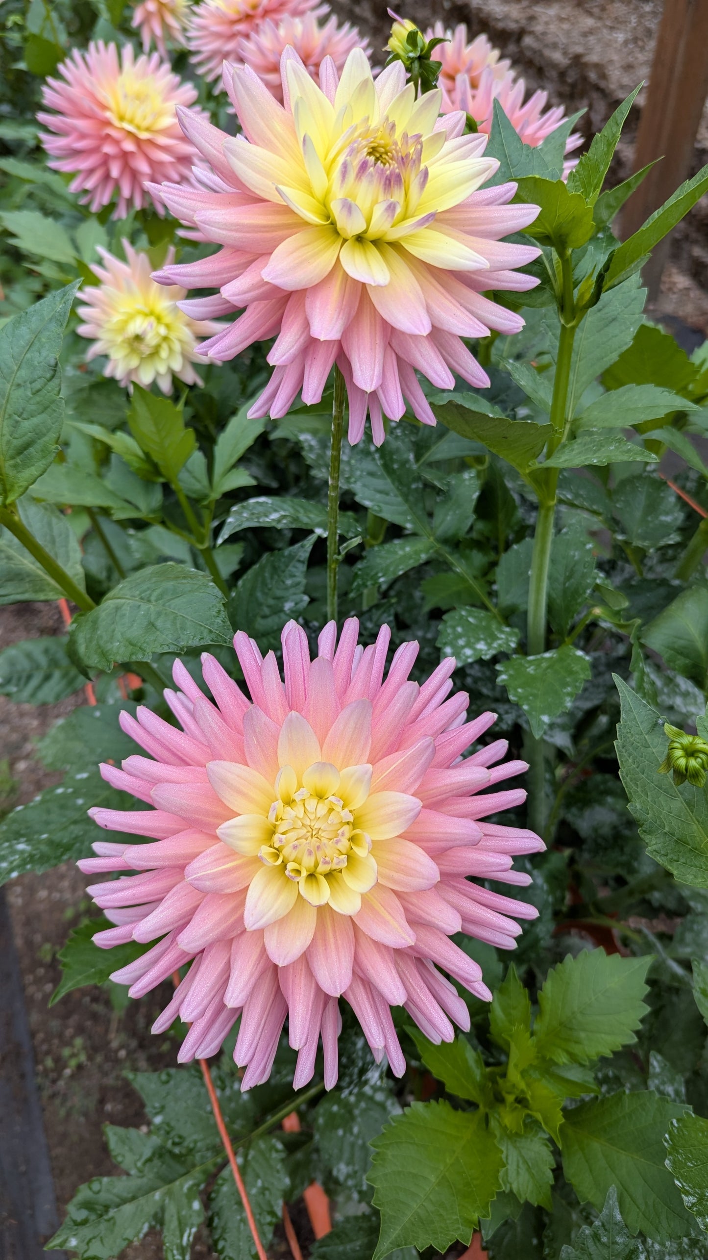 CLEARVIEW CLARA BELLE