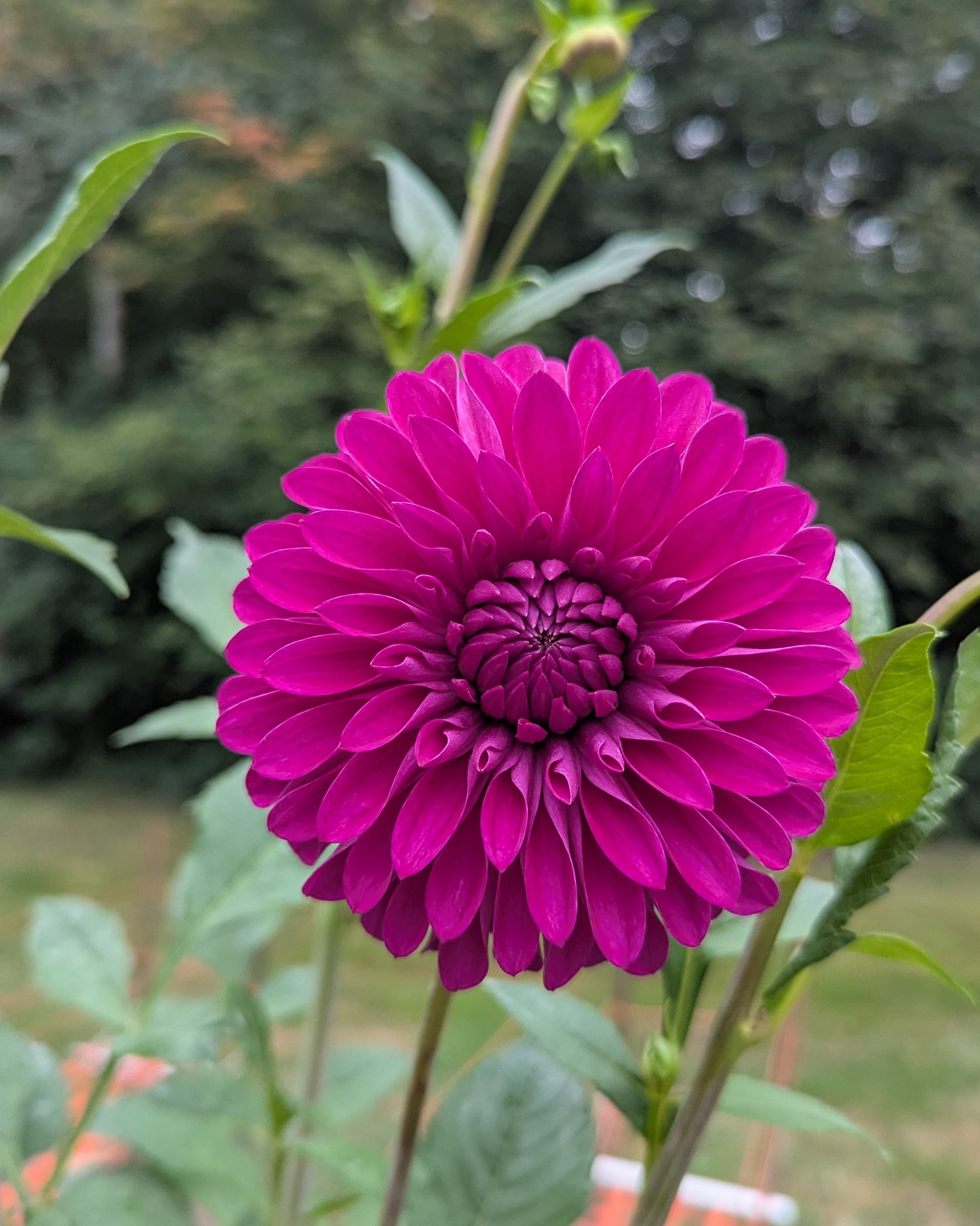 CLEARVIEW NIEVE – Misfit Dahlias