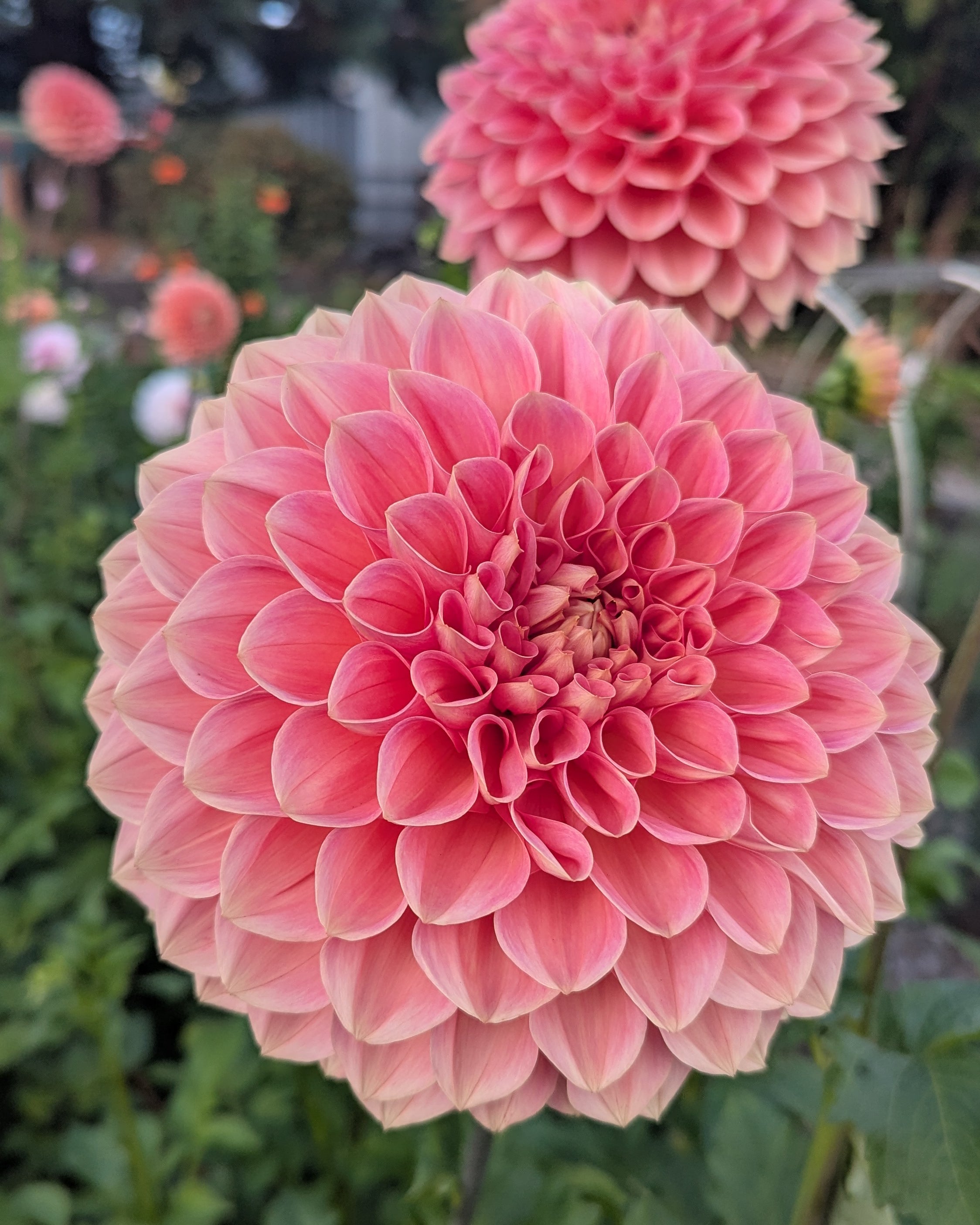 LAKEVIEW LADY -LIMIT 1 – Misfit Dahlias