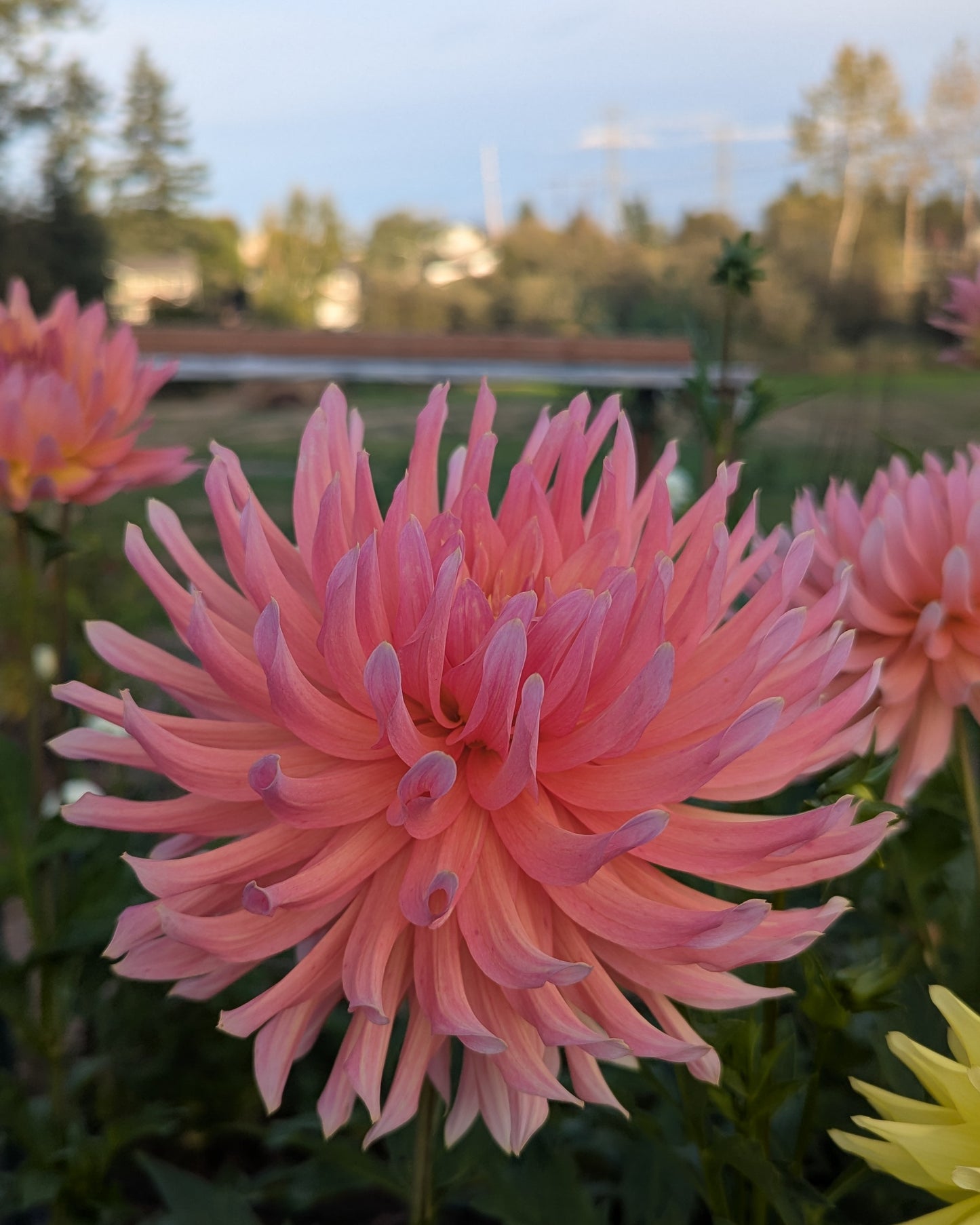 LAKEVIEW SUNSET (NEW 2026) -LIMIT 1