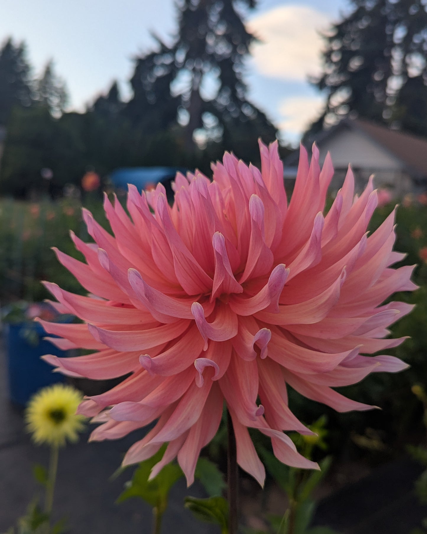 LAKEVIEW SUNSET (NEW 2026) -LIMIT 1