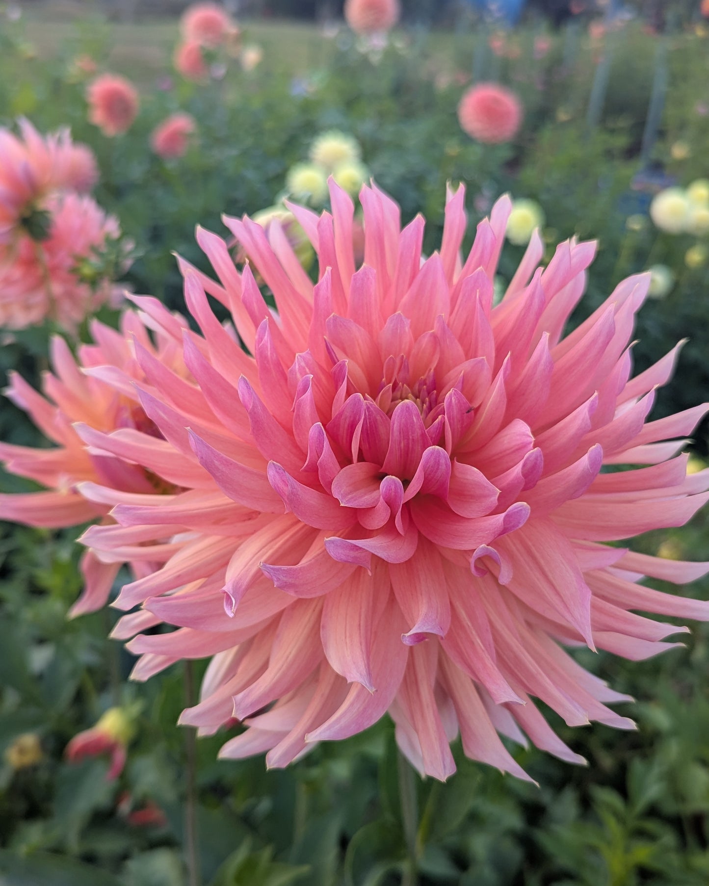 LAKEVIEW SUNSET (NEW 2026) -LIMIT 1