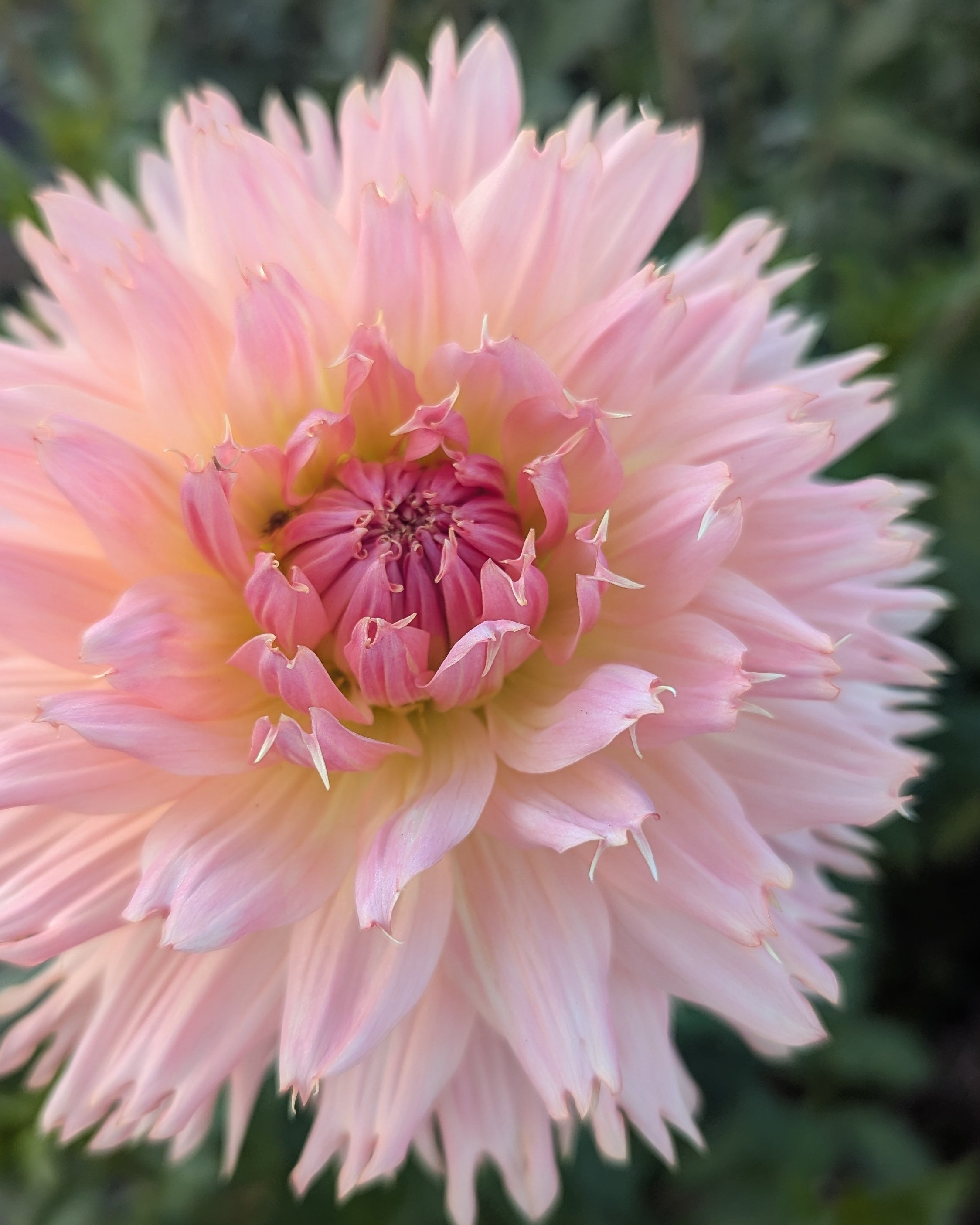 LAKEVIEW PEACH FUZZ – Misfit Dahlias