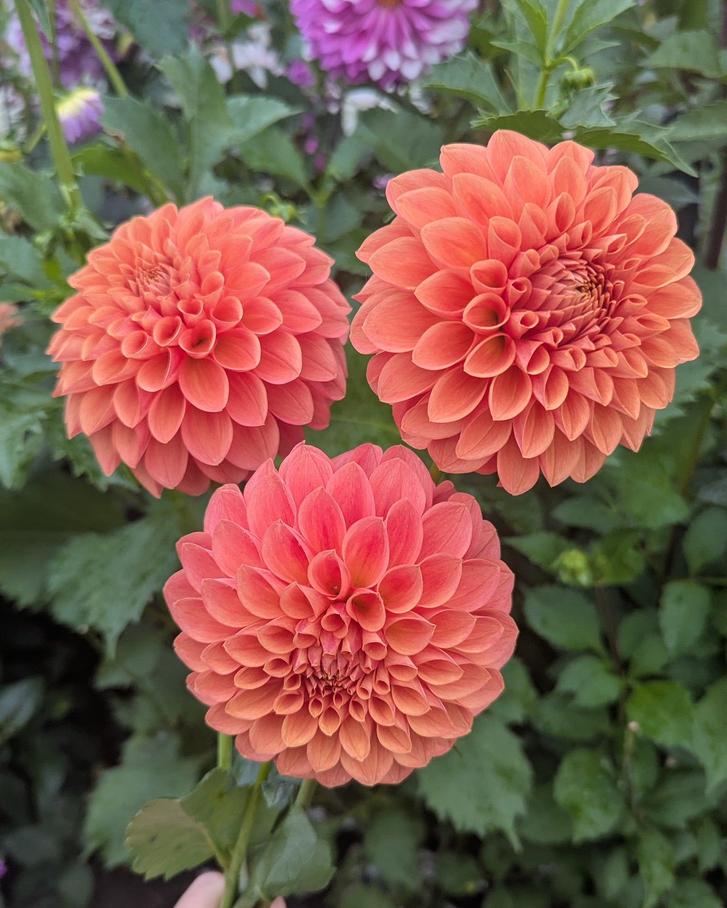 MARRYN'S FARMER FINN