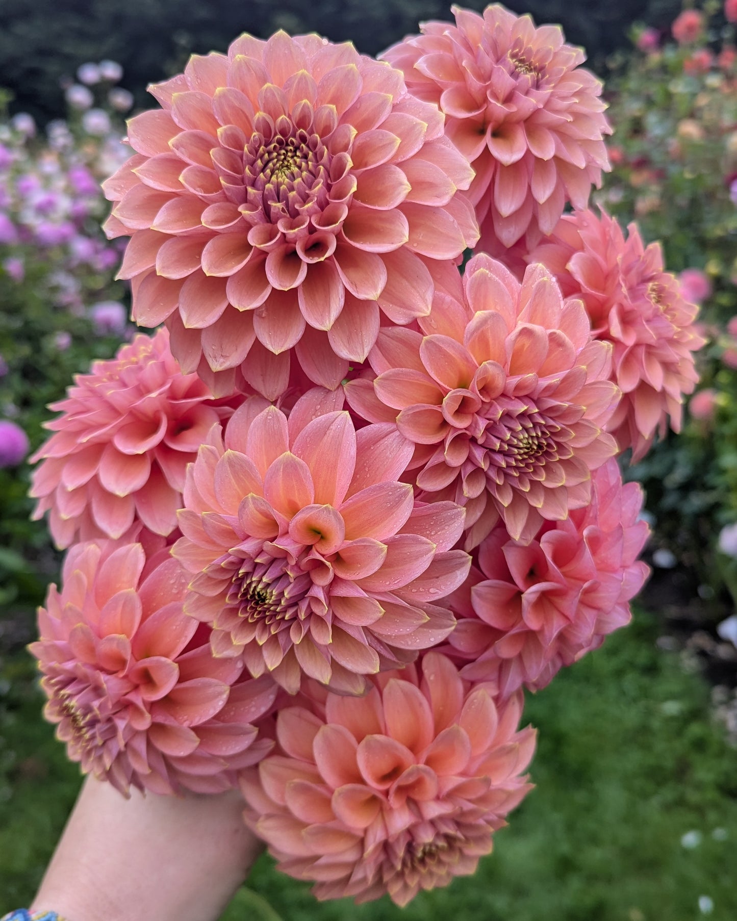 PEACHY PARADE -LIMIT 2