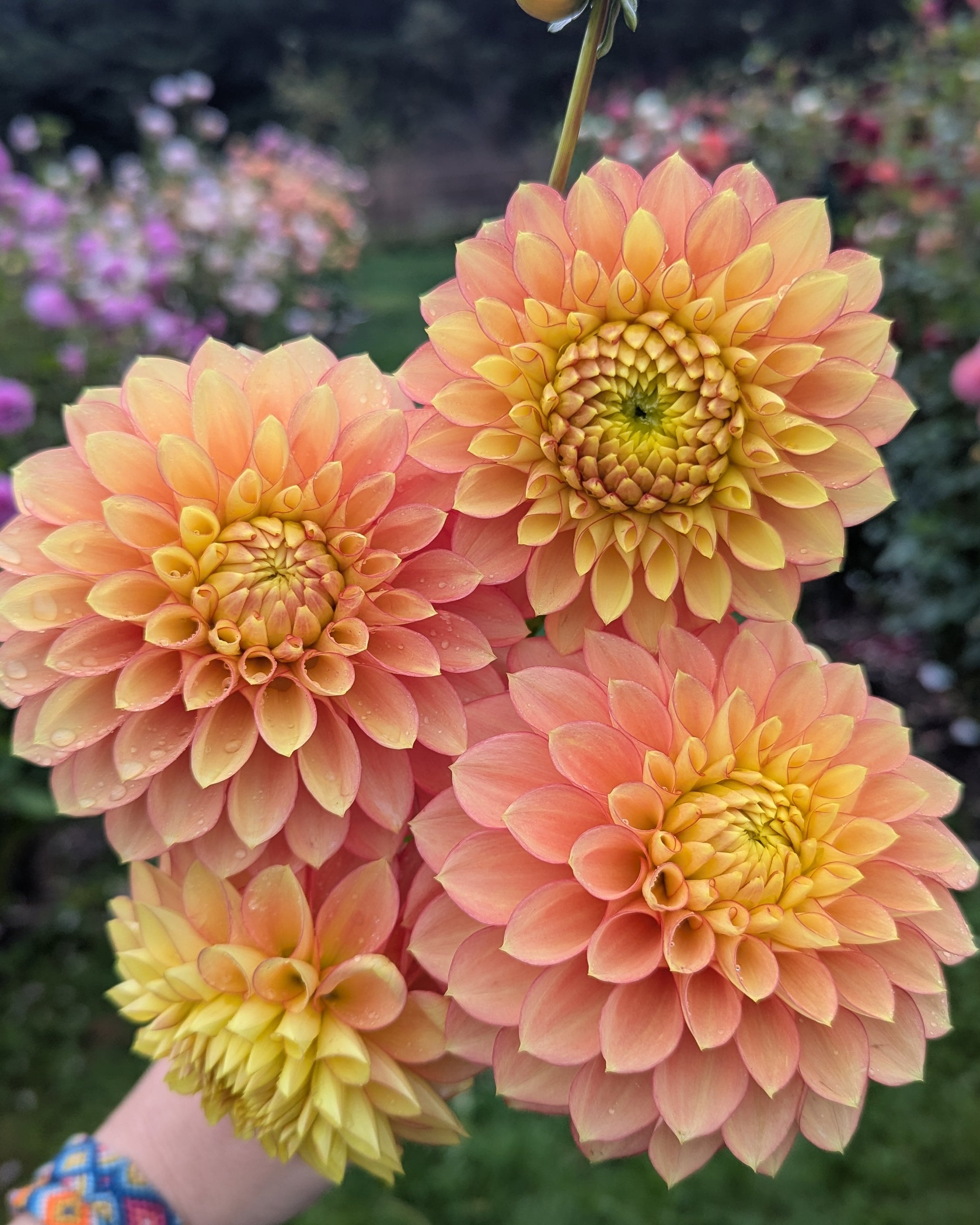 CLEARVIEW CRACKERJACK – Misfit Dahlias