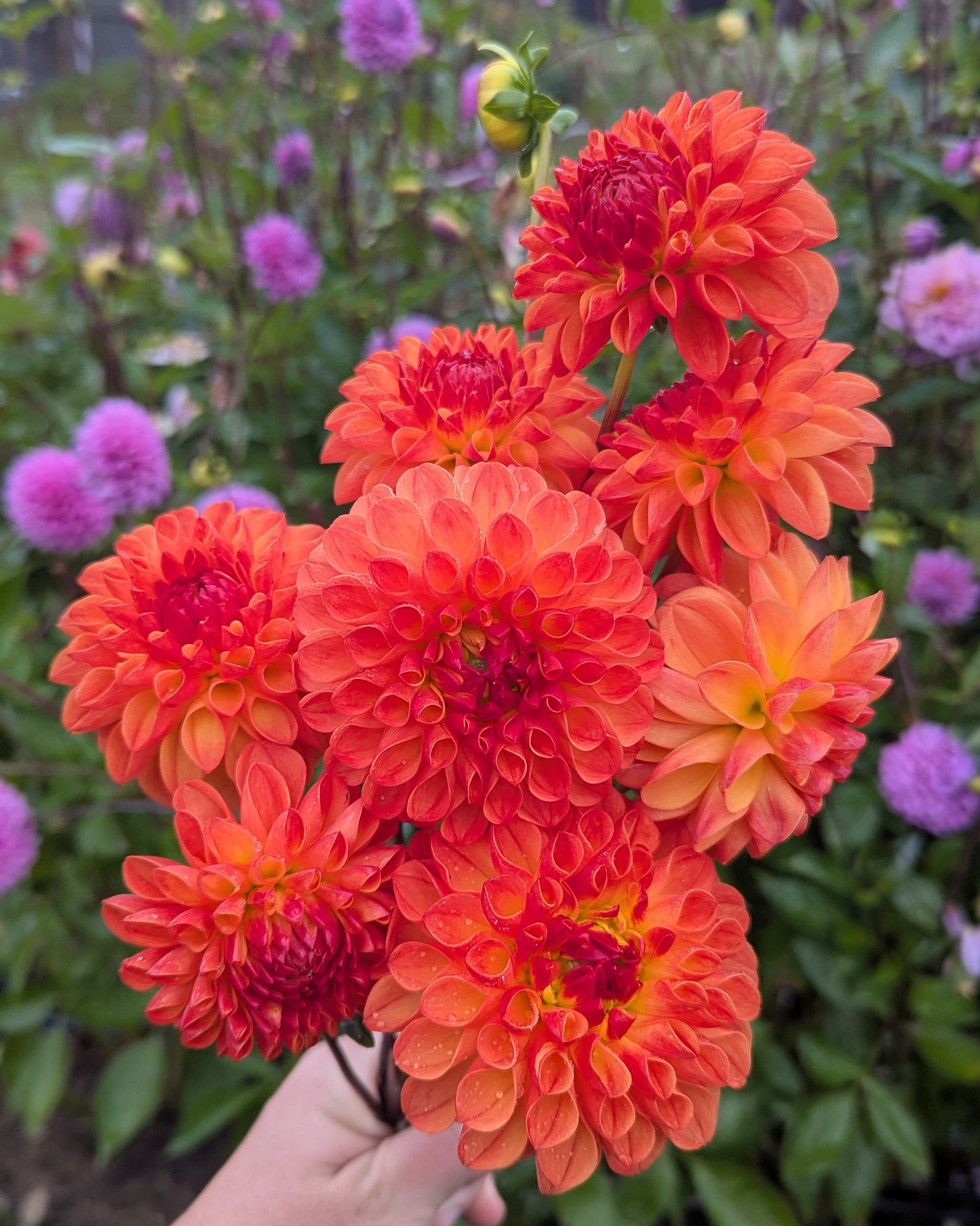 WOODLAND'S TACO TIME