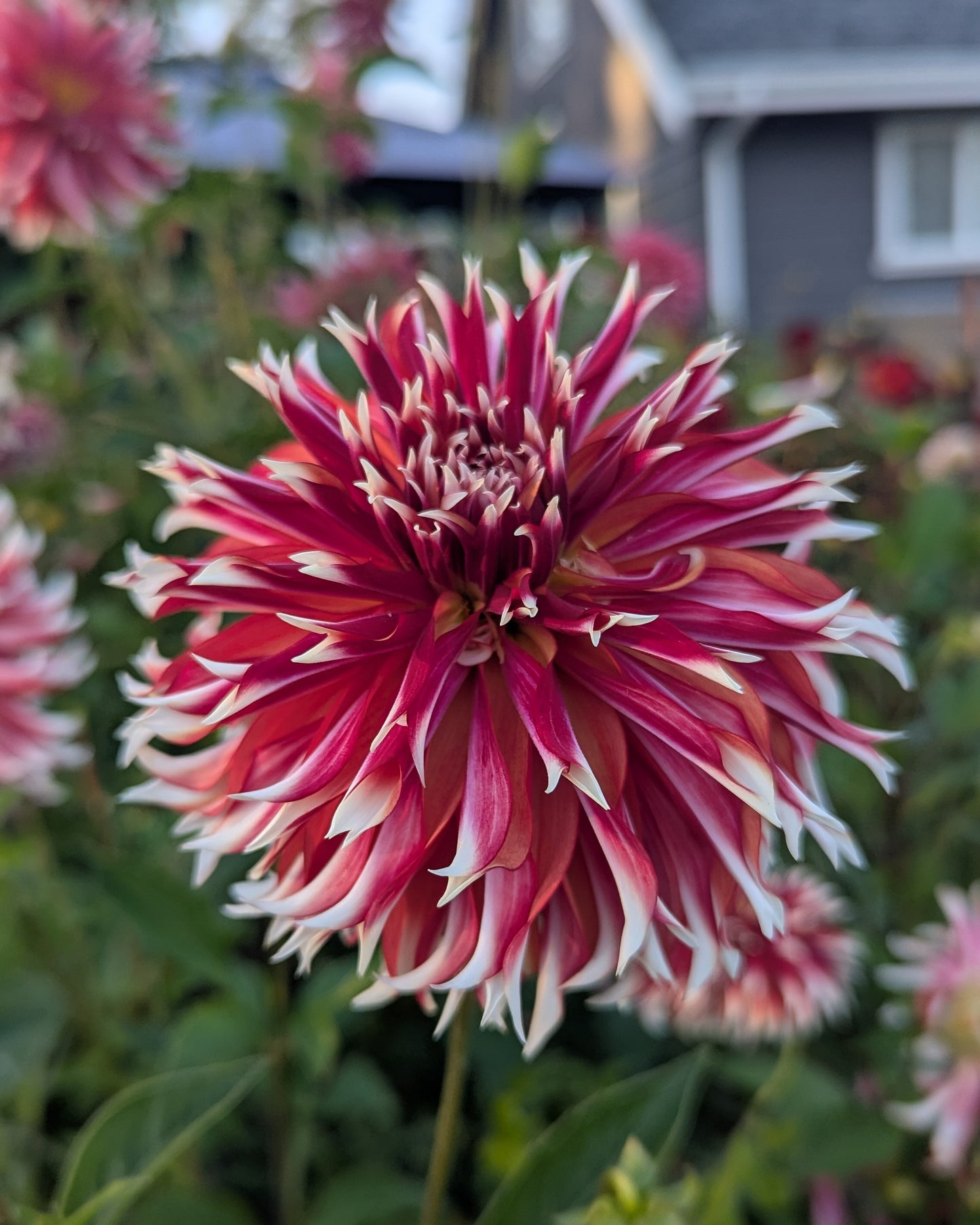 BLOOMQUIST FIRECRACKER