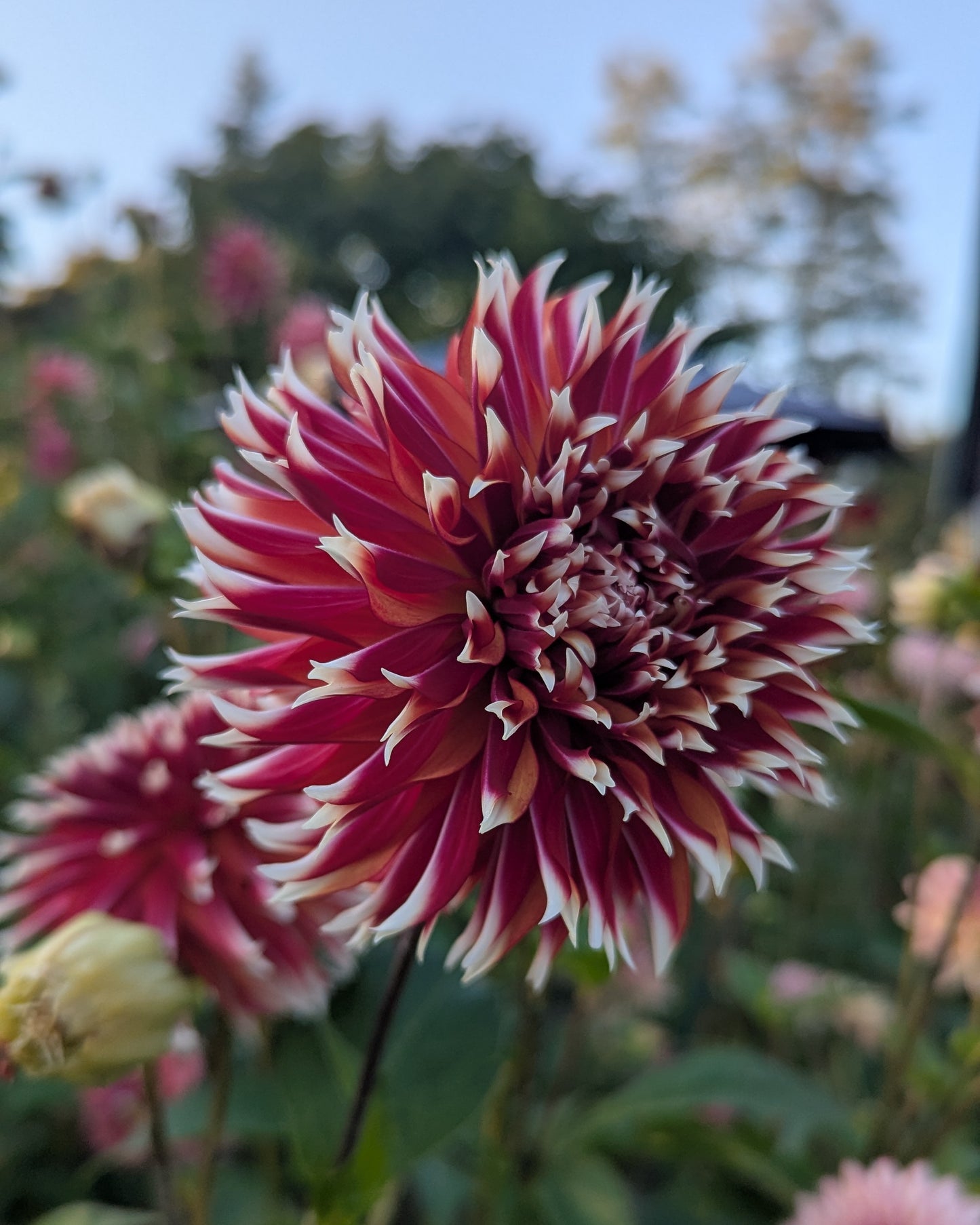 BLOOMQUIST FIRECRACKER