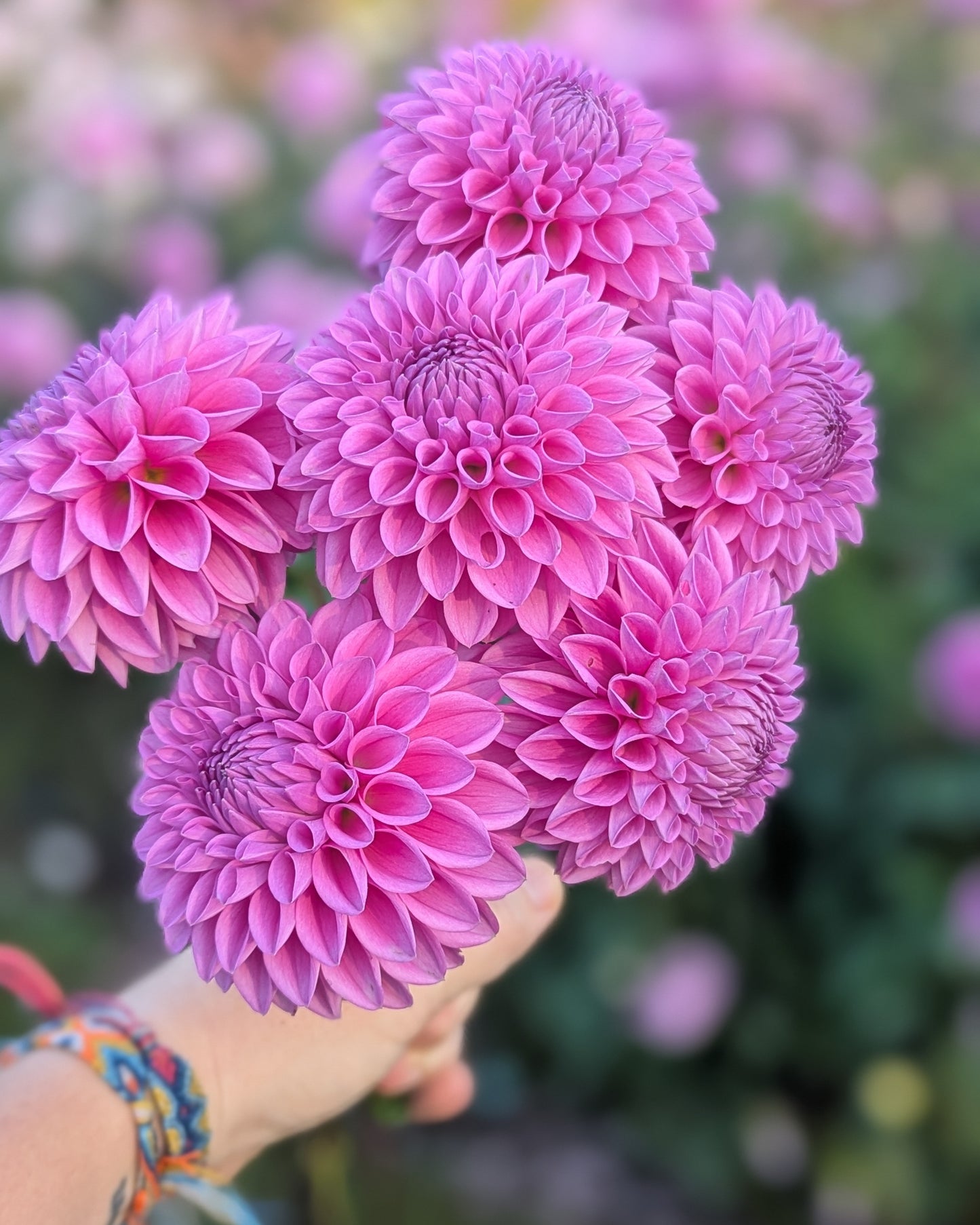 20TH AVE TRANQUILITY -LIMIT 2