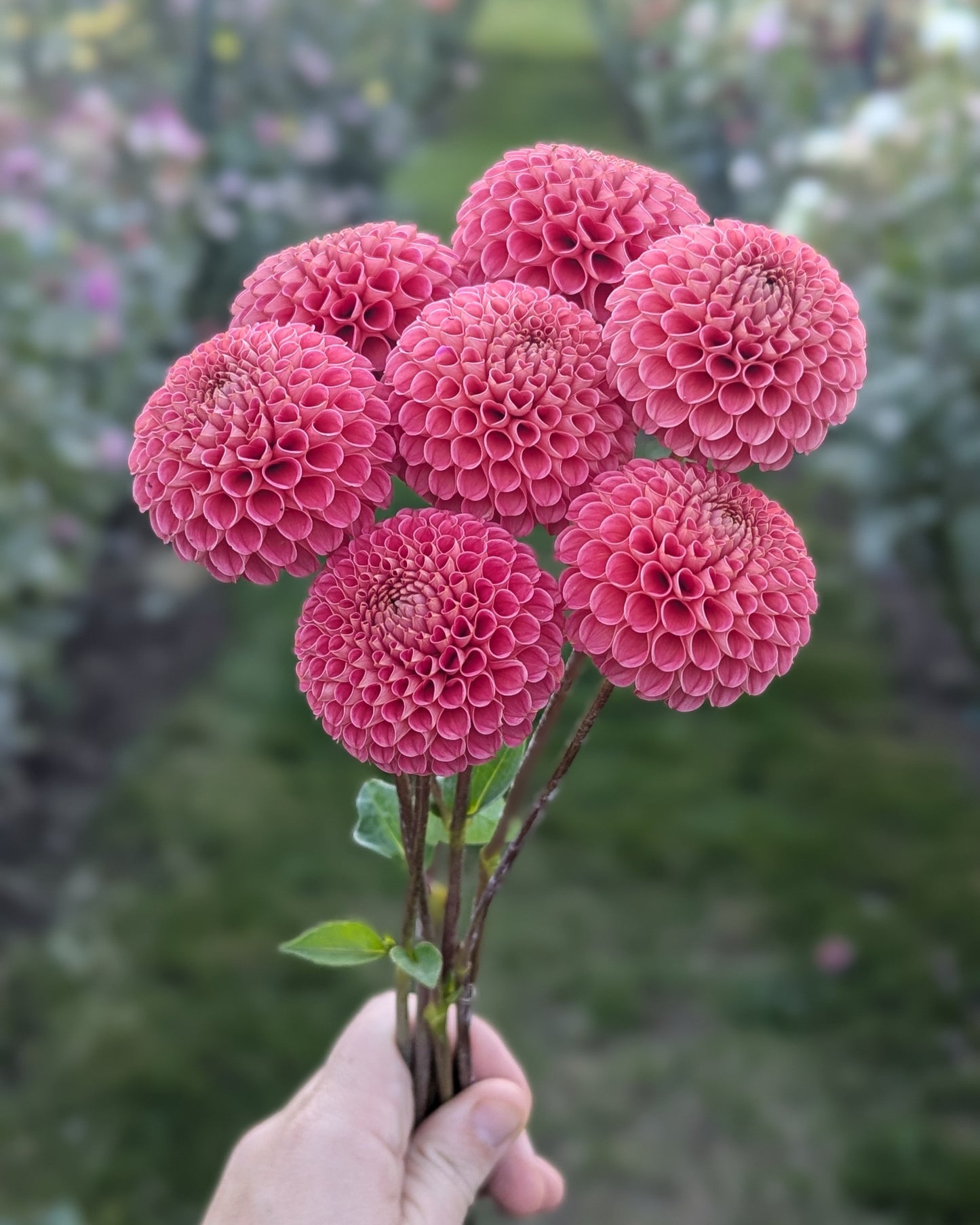 SB'S KA'S CHOICE -LIMIT 2