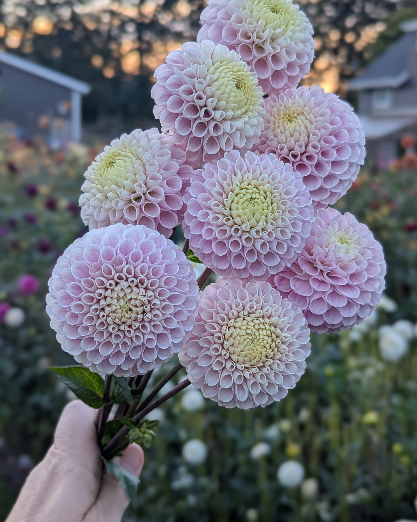 20TH AVE DELICADA -LIMIT 2