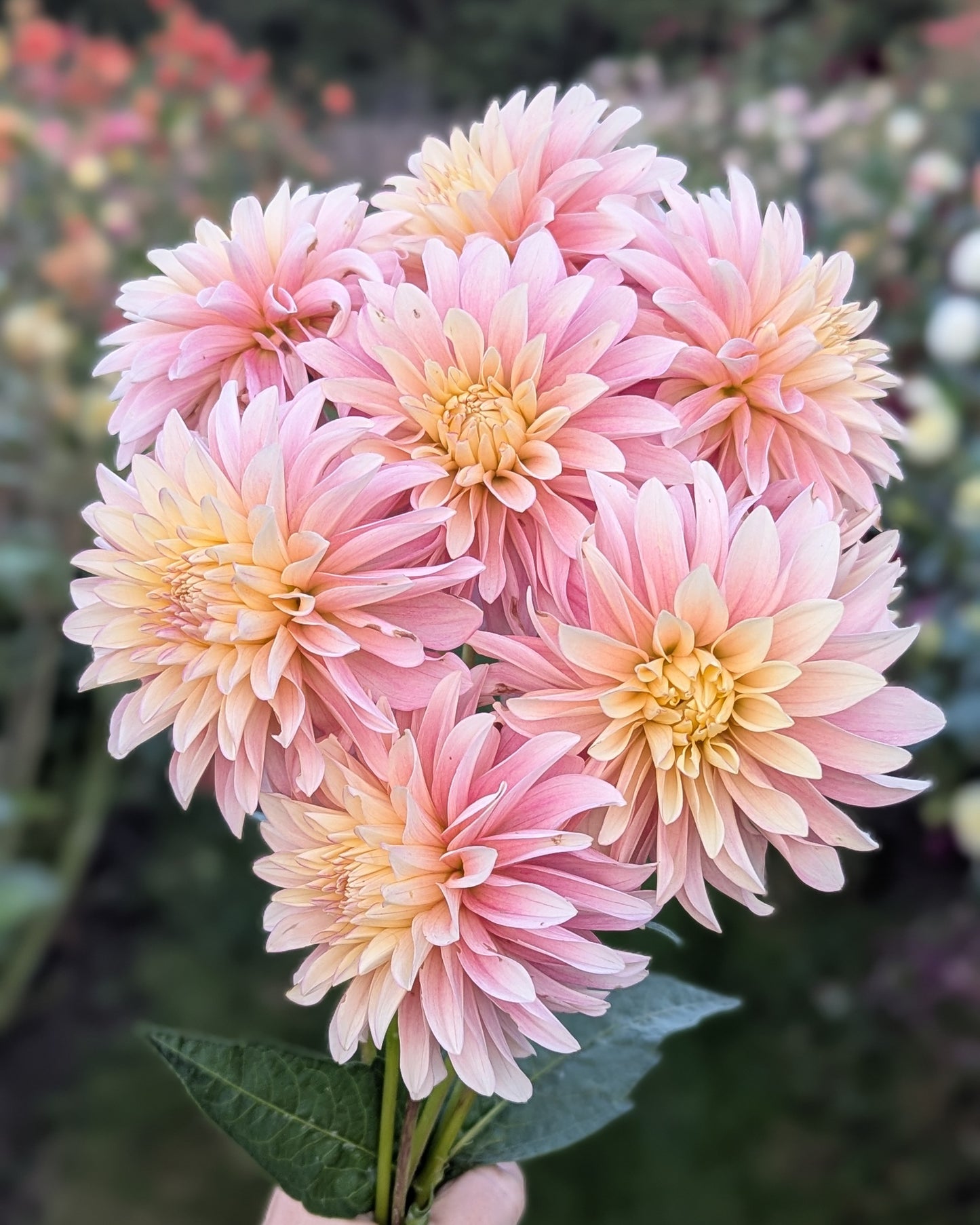 MISFIT ANTIQUE (NEW 2026) -LIMIT 1