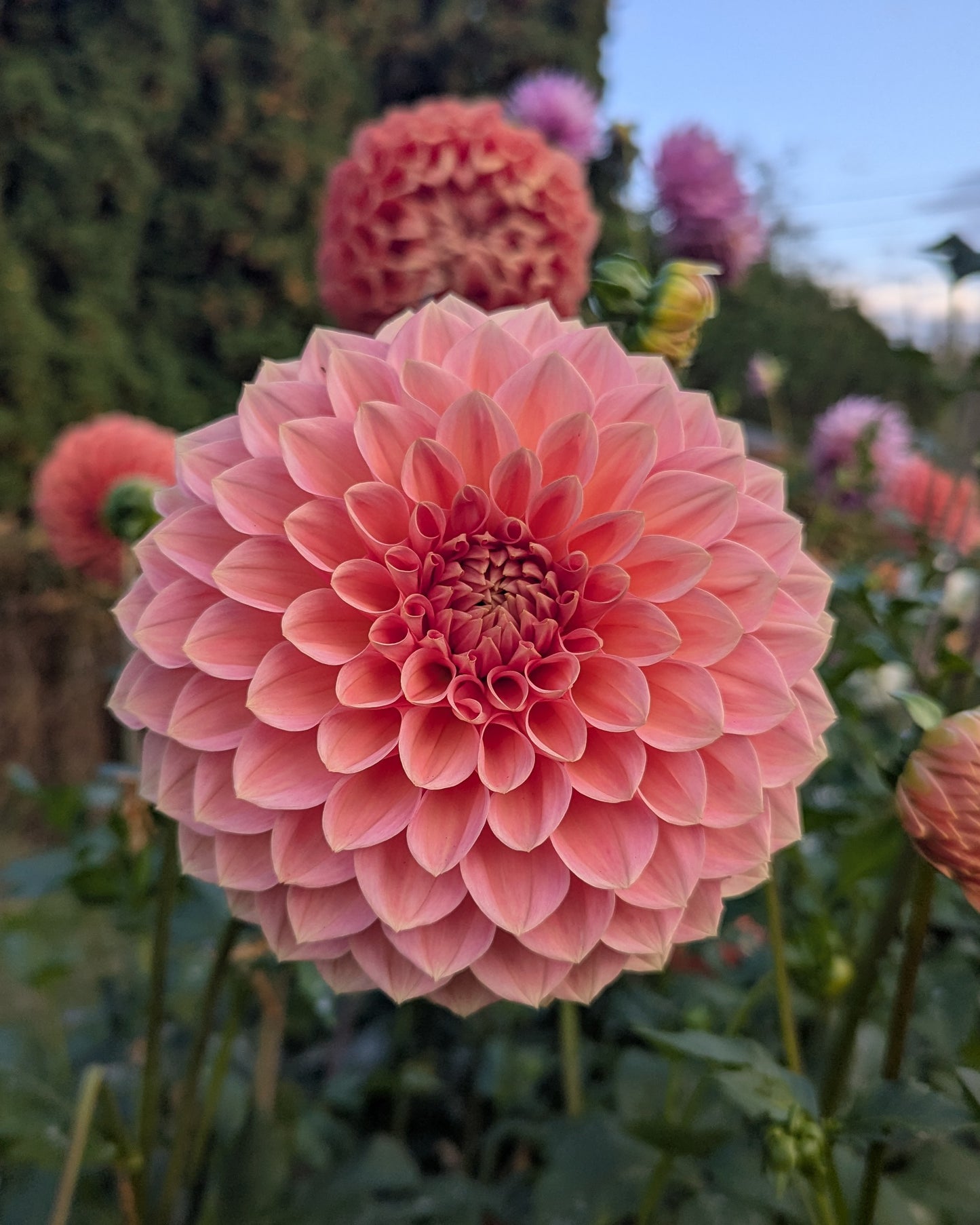 LAKEVIEW LADY -LIMIT 1