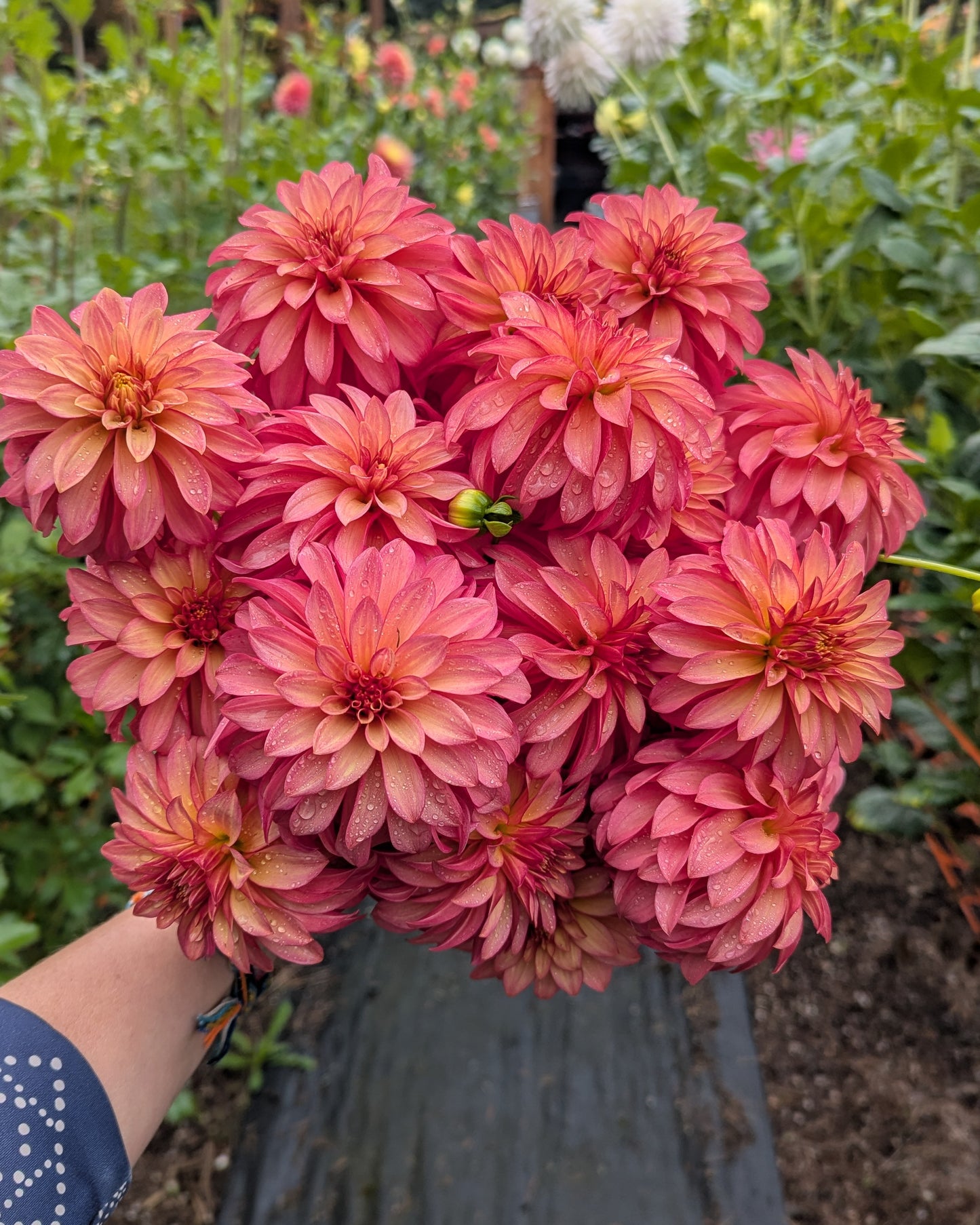CLEARVIEW CINNABAR -LIMIT 1