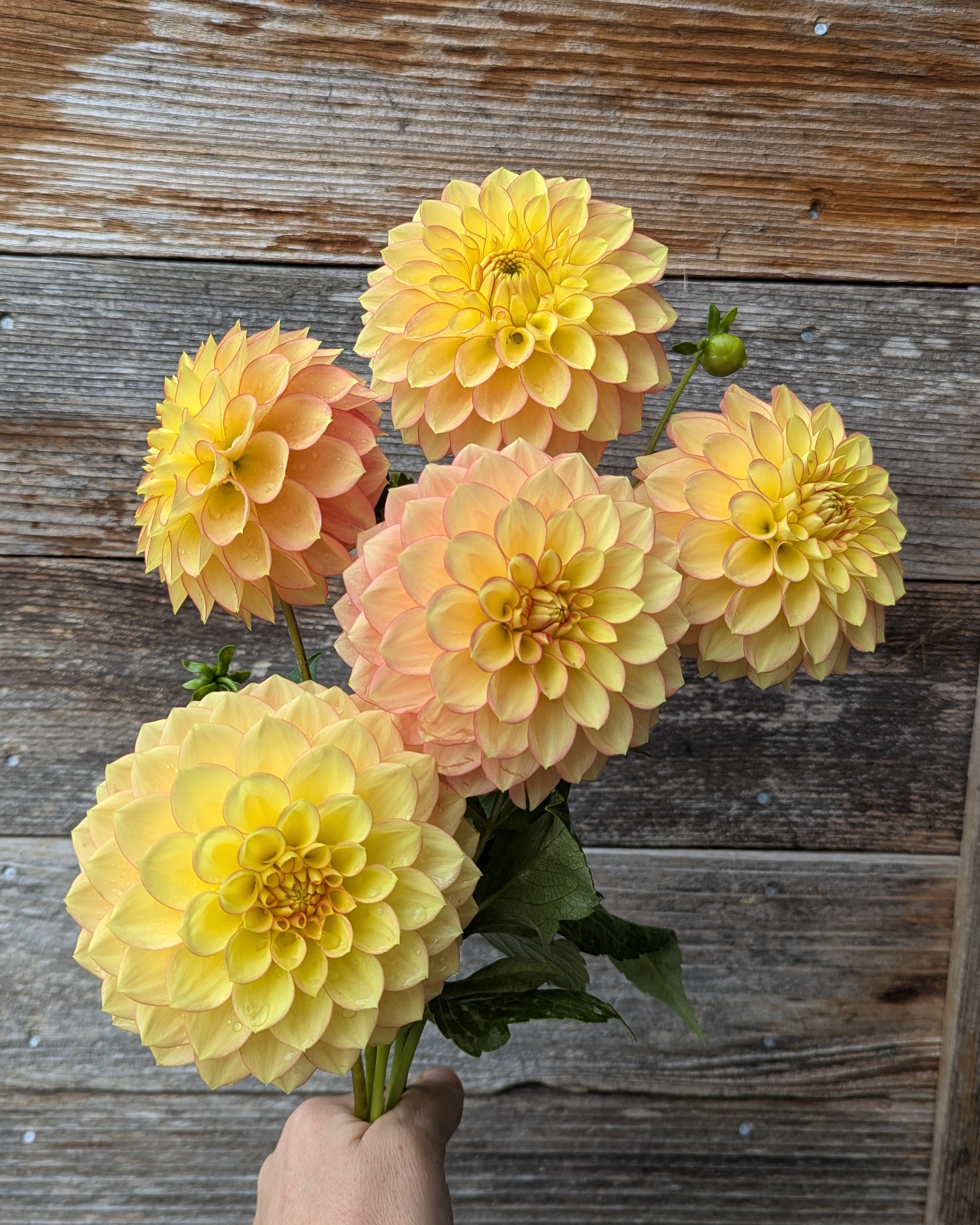 CLEARVIEW CRACKERJACK – Misfit Dahlias