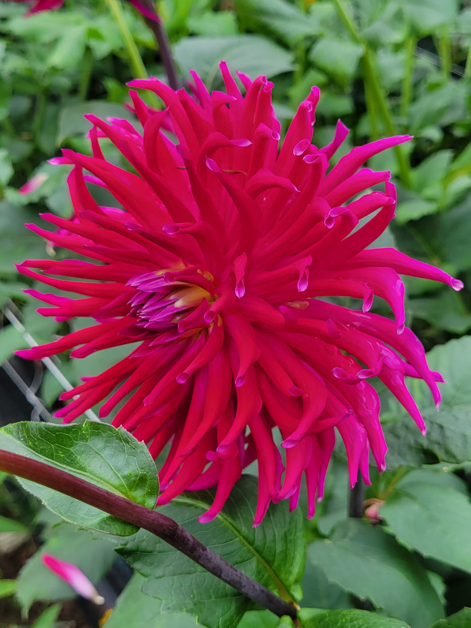 ALL DAHLIAS – Page 3 – Misfit Dahlias