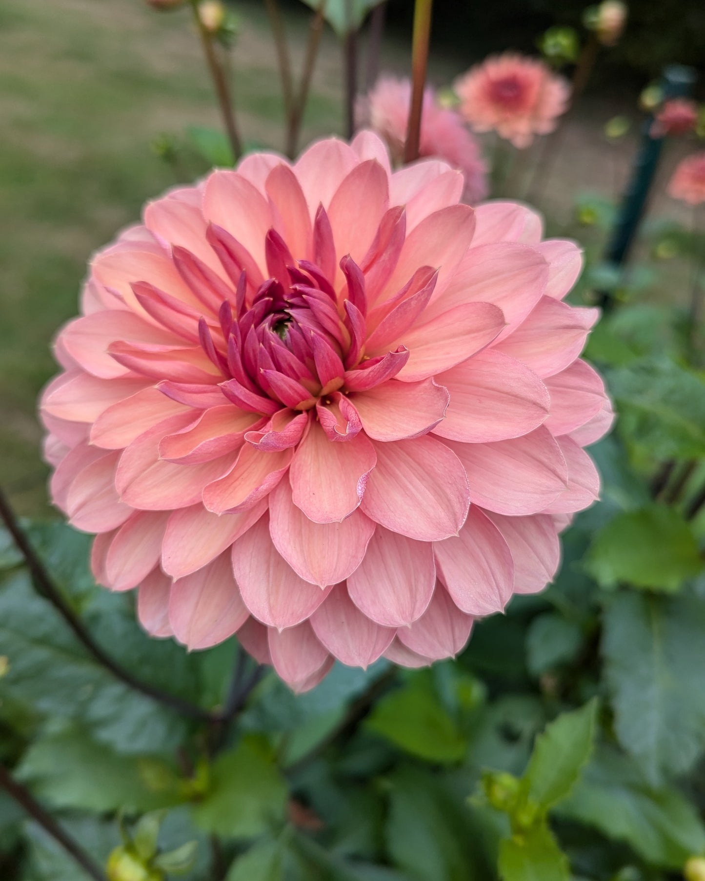 CHATEAU DE LA BOURDAISIERE -LIMIT 1- Profits will be donated to the Dahlia Legacy Project