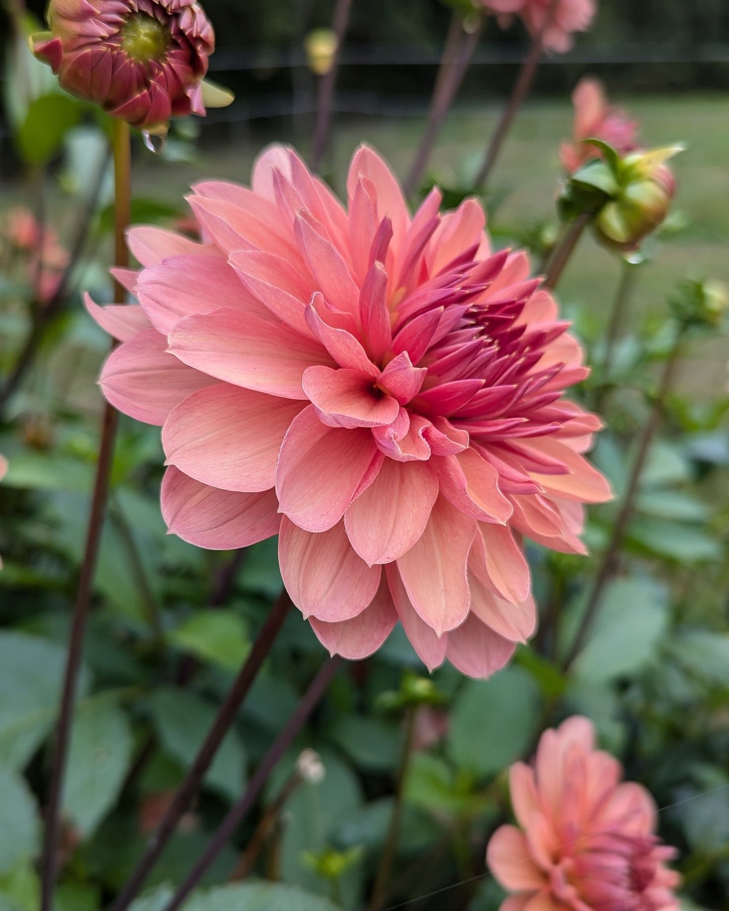 CHATEAU DE LA BOURDAISIERE -LIMIT 1- Profits will be donated to the Dahlia Legacy Project