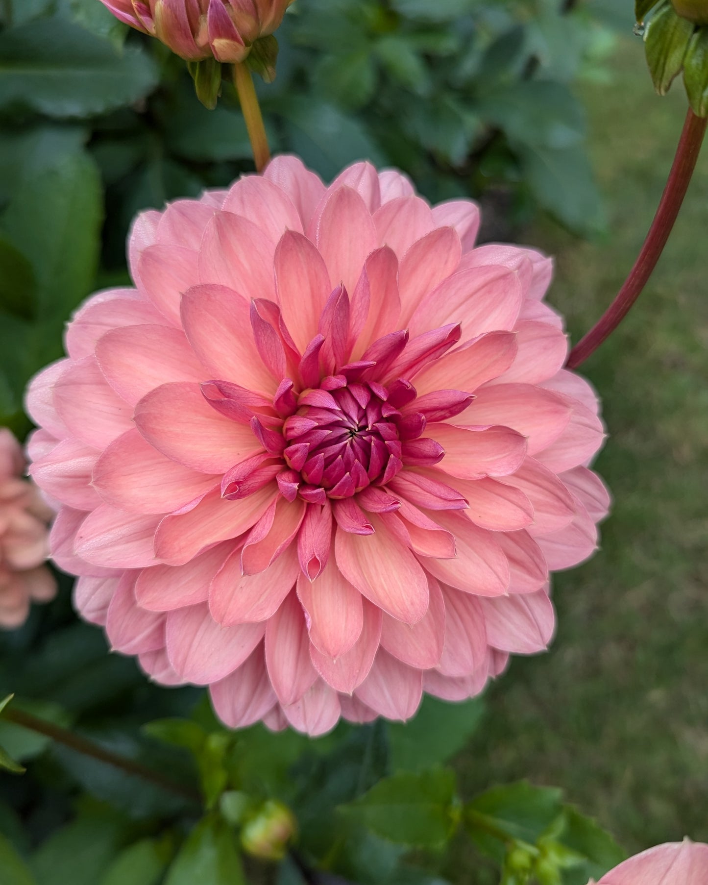 CHATEAU DE LA BOURDAISIERE -LIMIT 1- Profits will be donated to the Dahlia Legacy Project