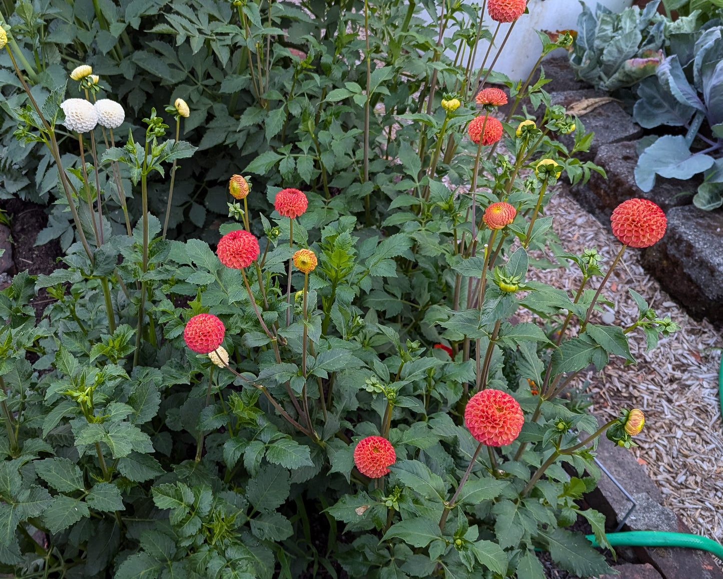 CHIMACUM PUMPKIN