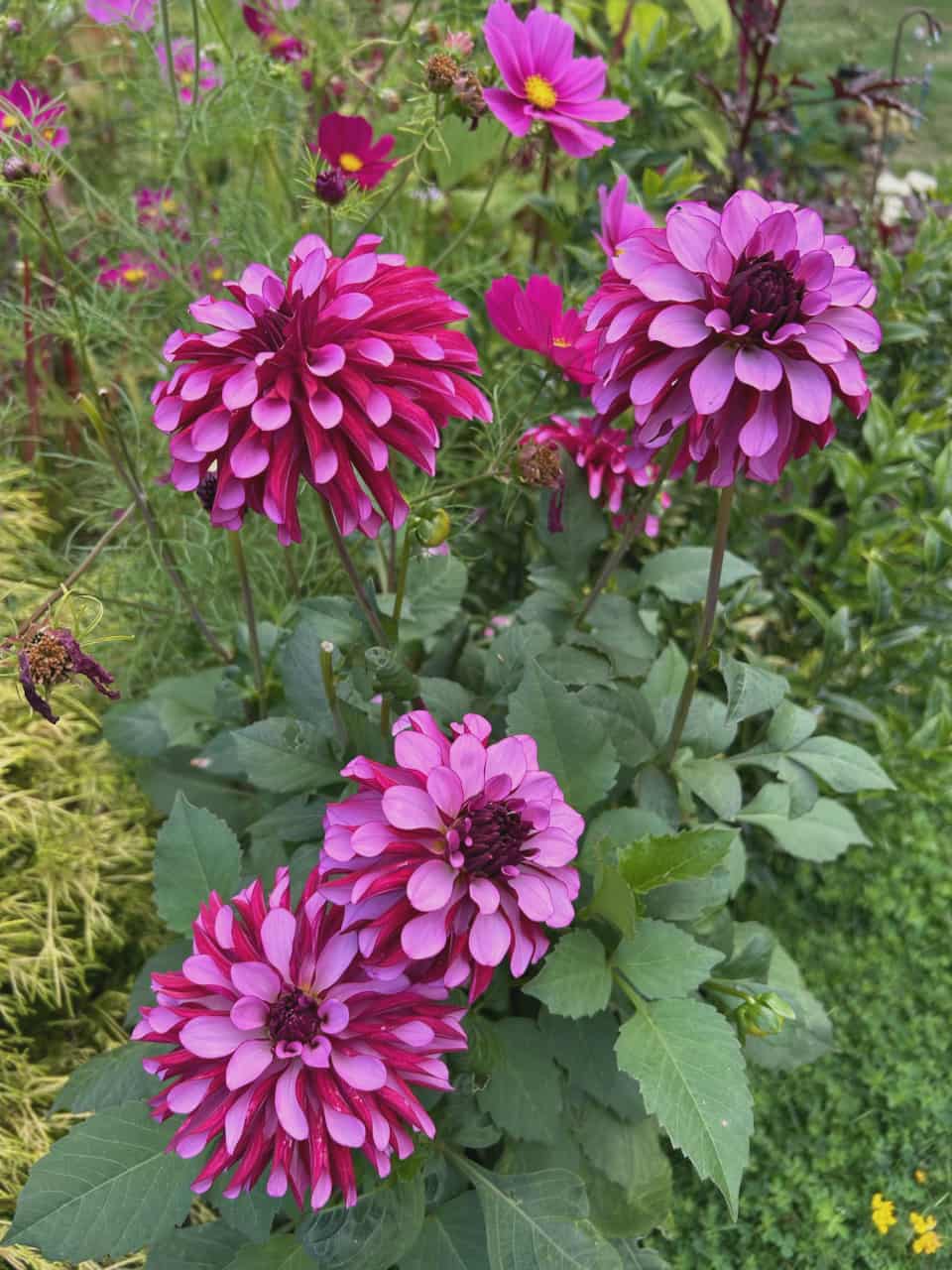 LUCKY JILL (NEW 2026) -LIMIT 1