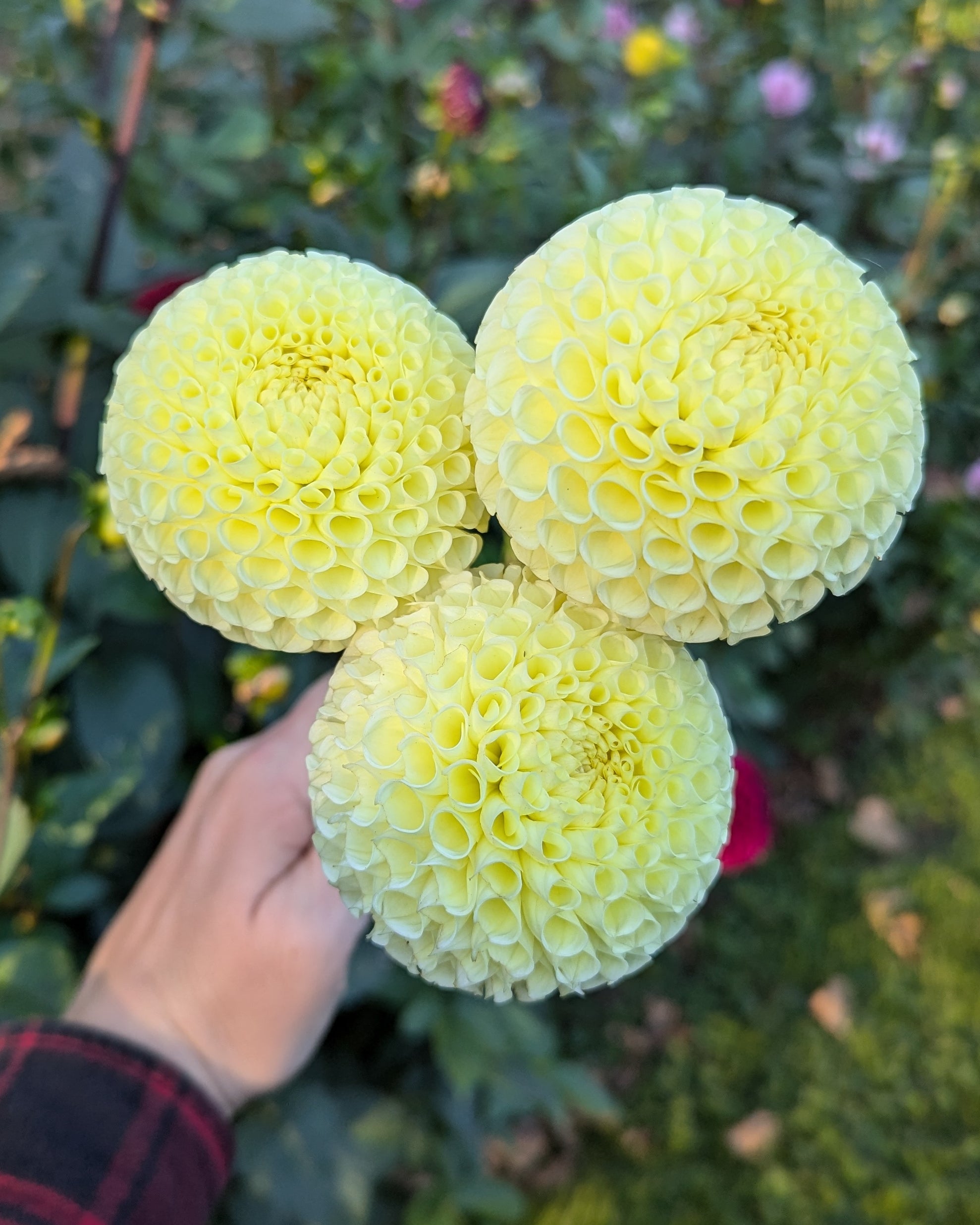 All Dahlias Page 5 Misfit Dahlias all-dahlias-page-5-misfit-dahlias