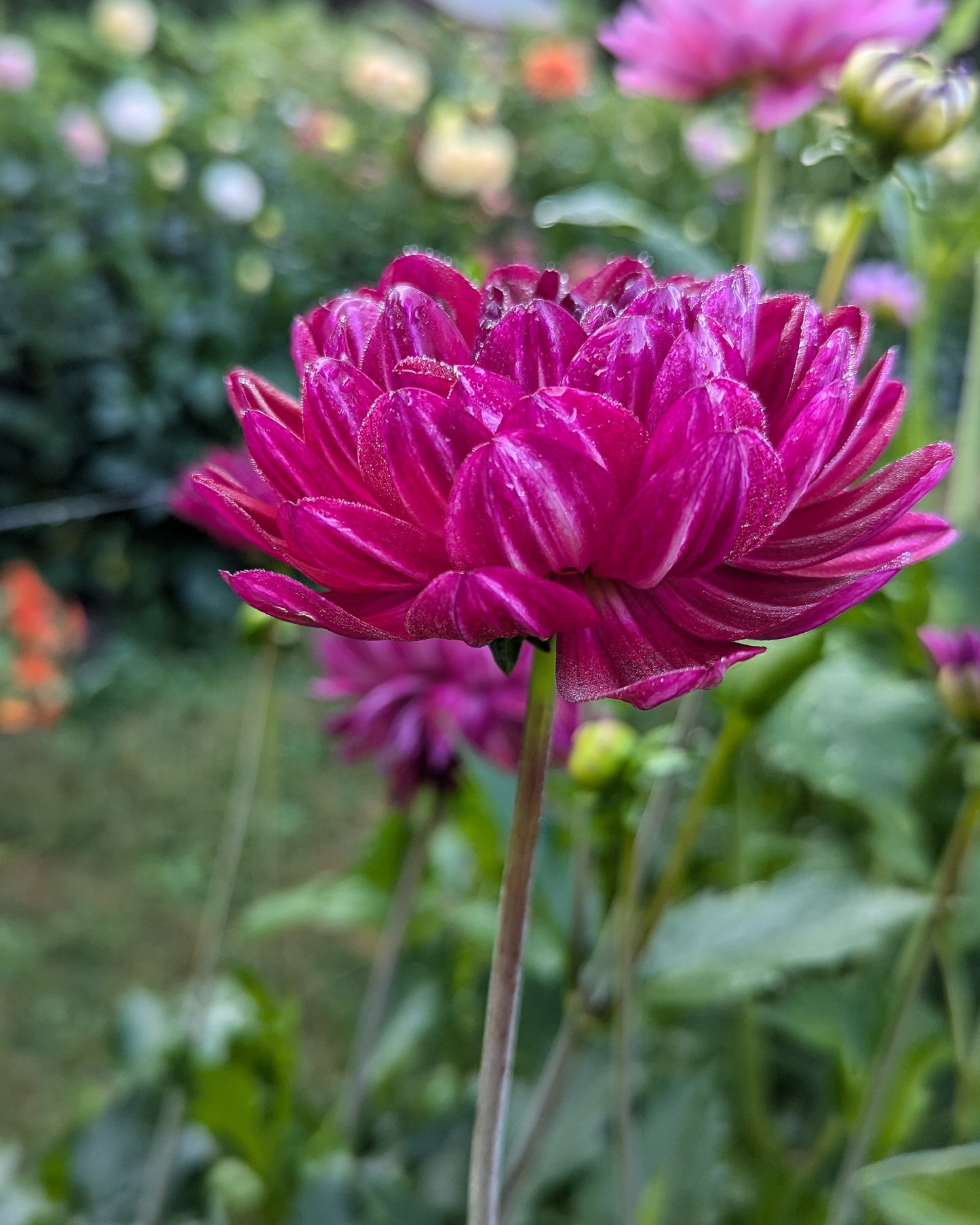 SANDIA BERTHA