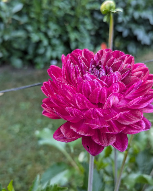 SANDIA BERTHA