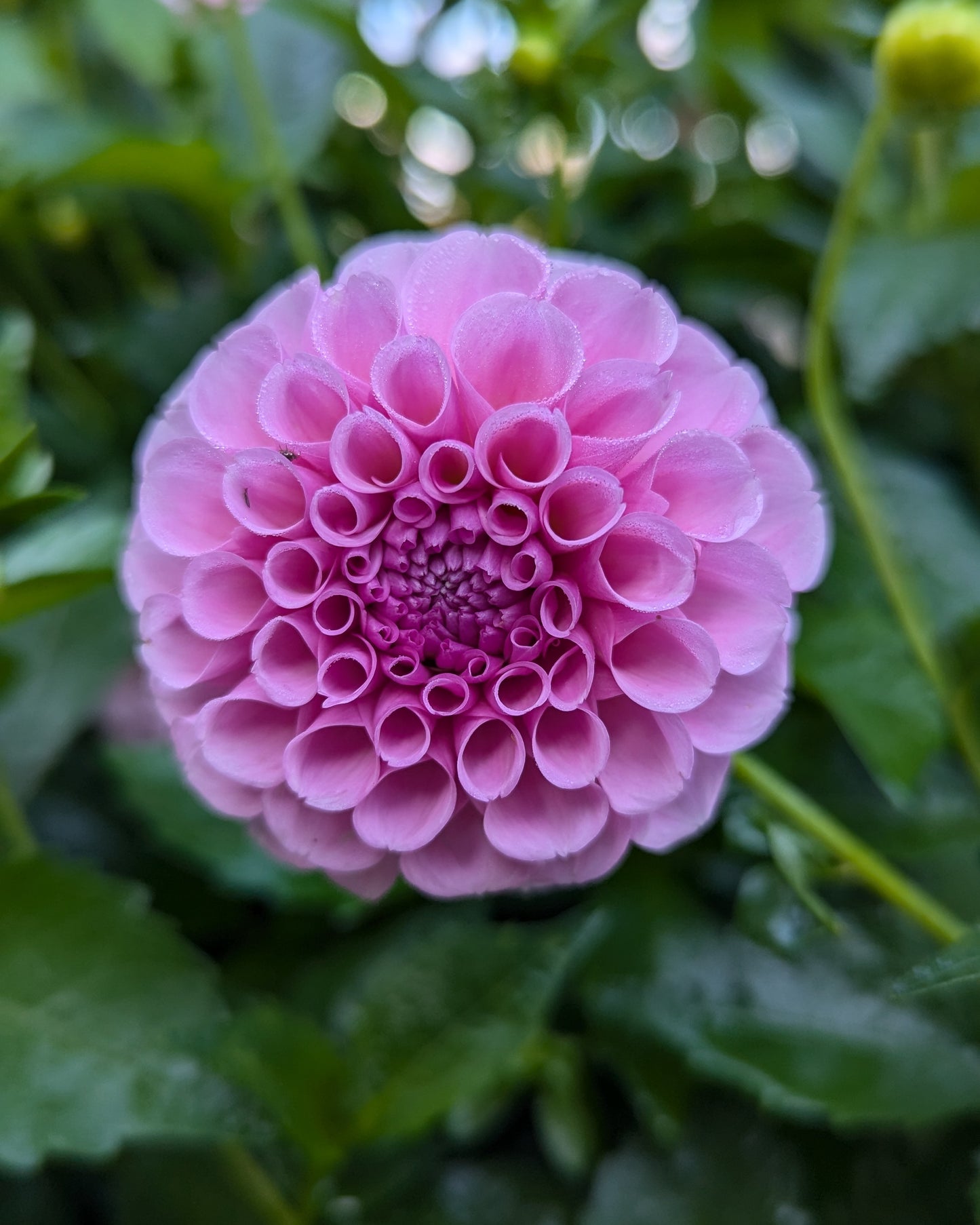 STOLZE VAN BERLIN (1884)